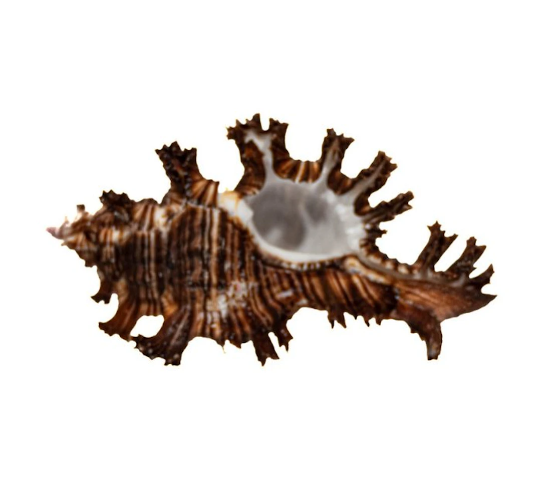 Exotic giant spiny snail – Chicoreus ramosus (120 mm) –...