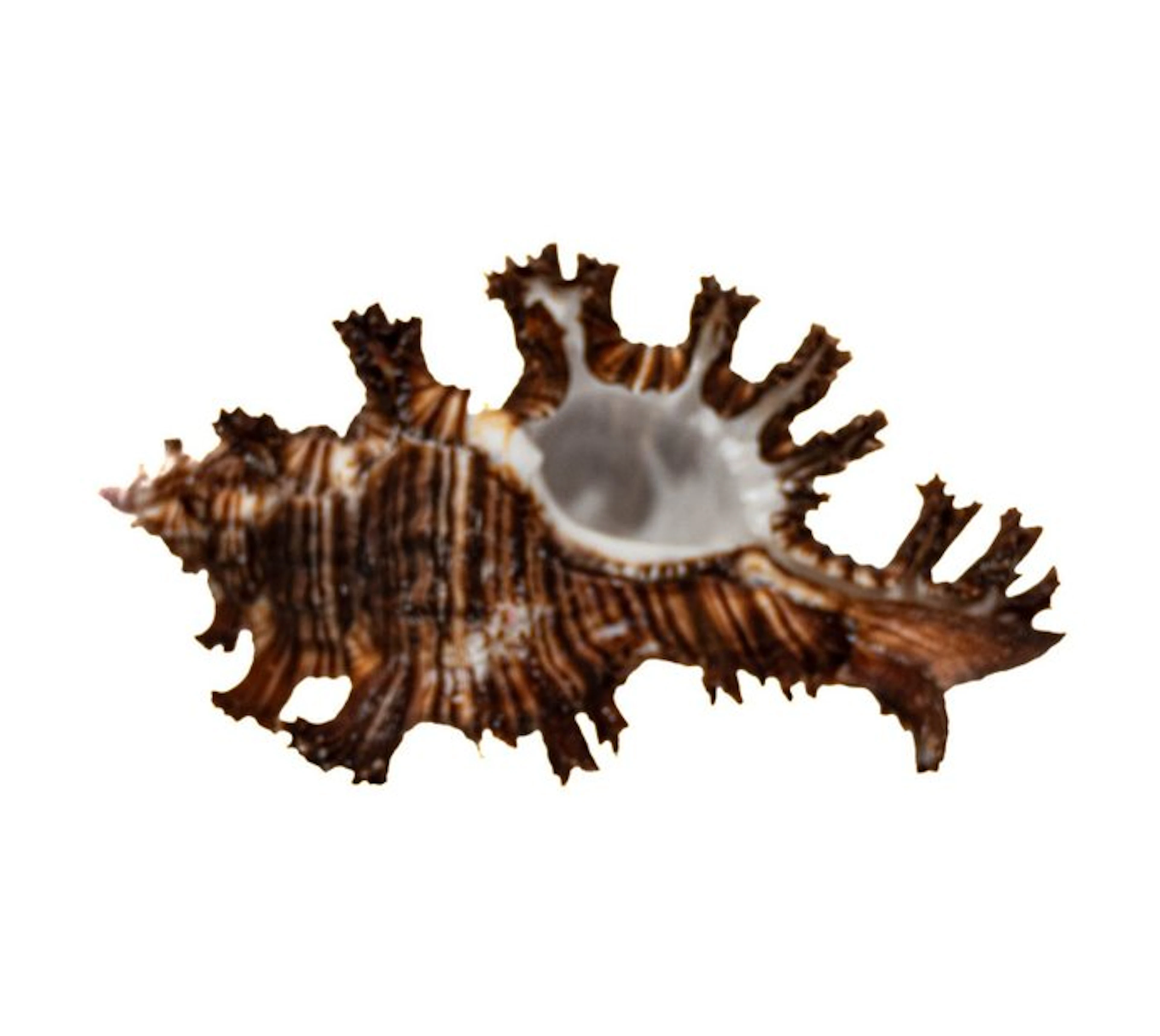 Exotic giant spiny snail – Chicoreus ramosus (120 mm) –...