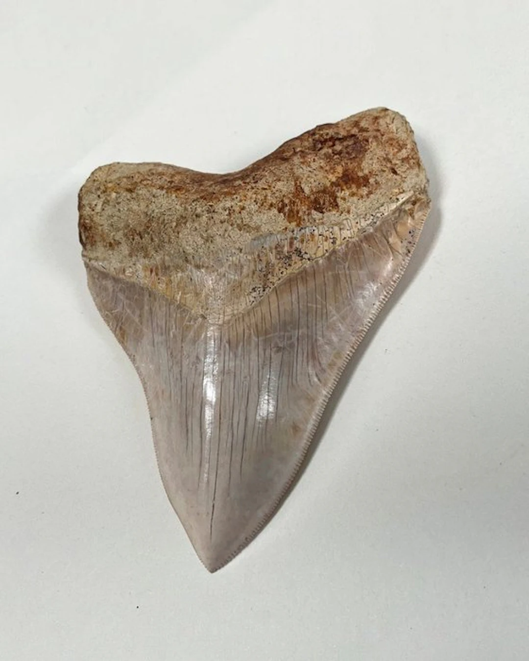 Megalodon - Fossil tooth - 139 mm - 104 mm