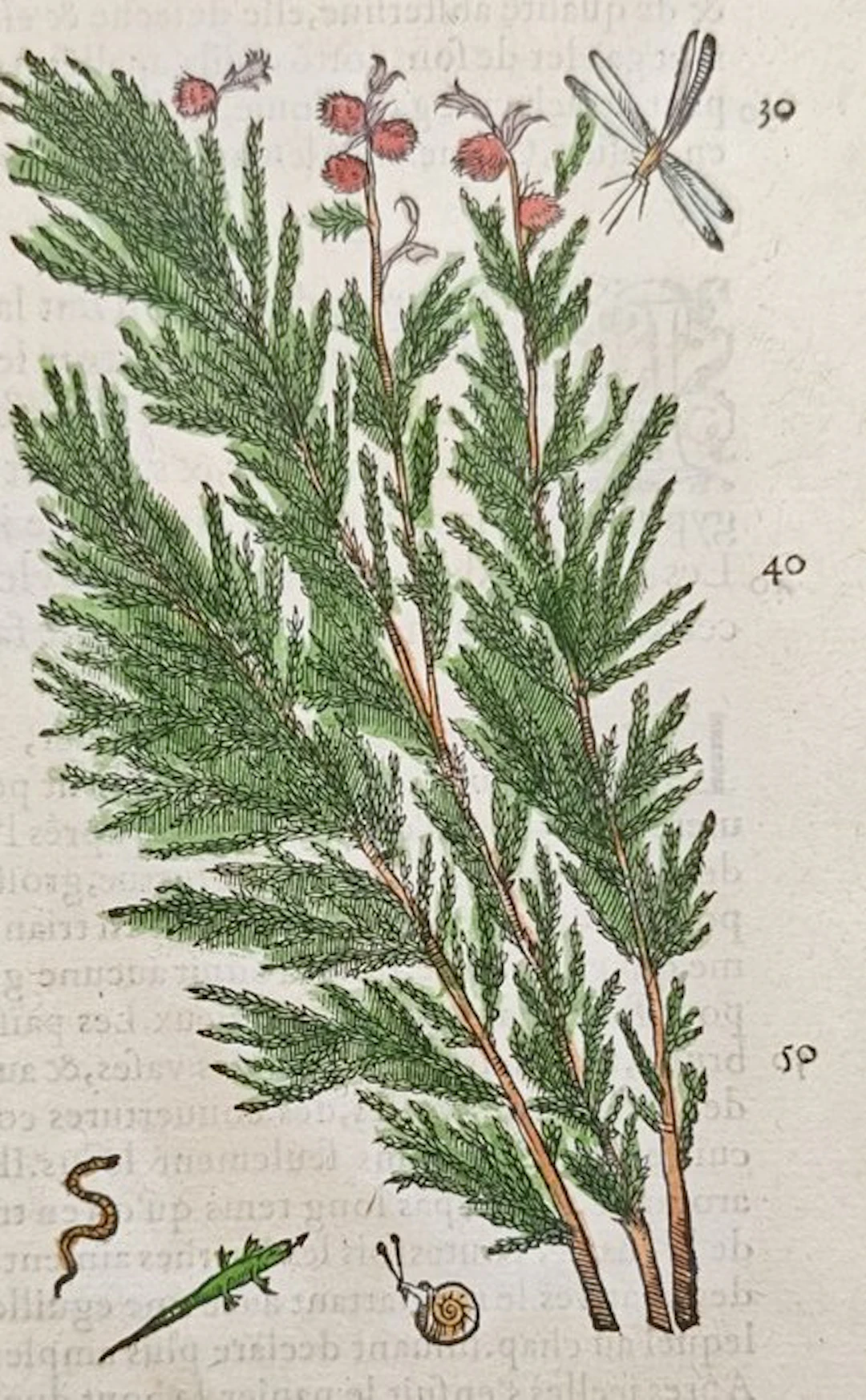 Pietro Andrea Mattioli (1501–1577) - Botanical Study of...