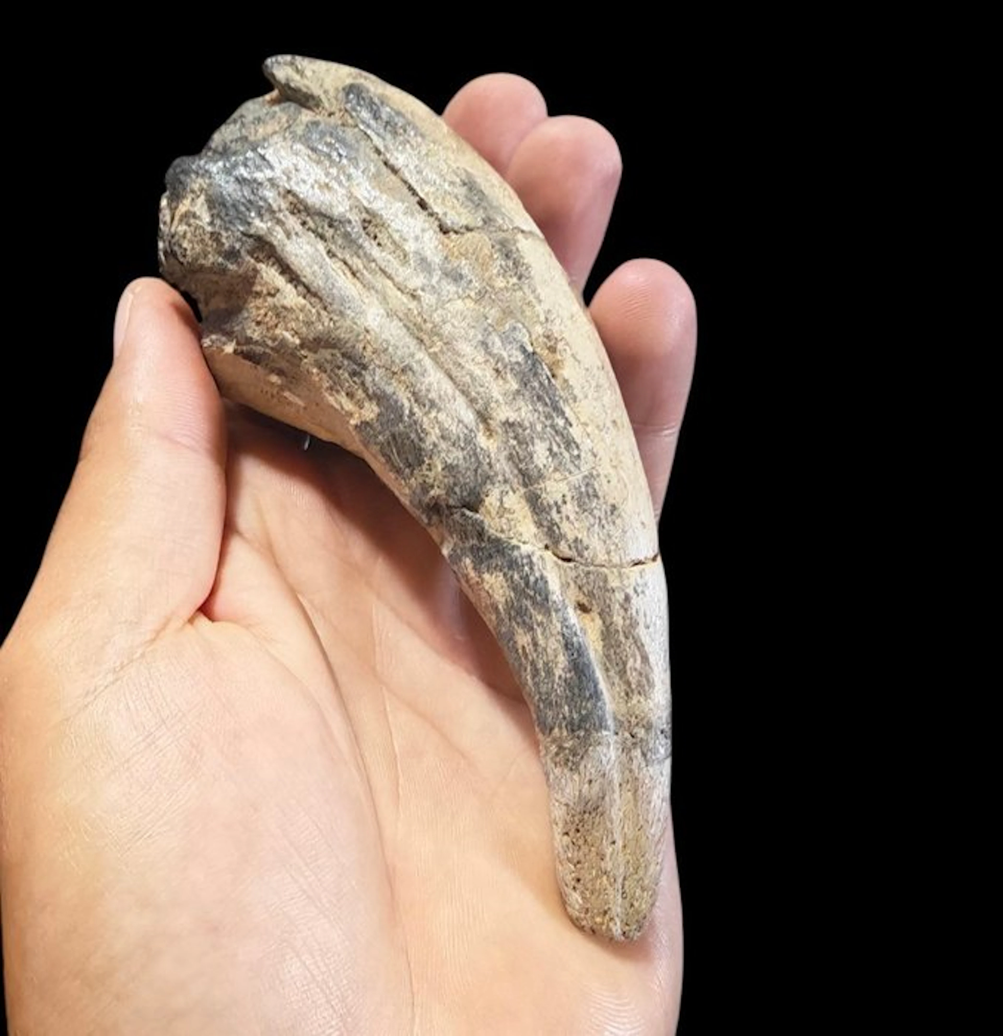 Huge dinosaur claw - Fossilised claw - Suchomimus Tenerensis - 15.5 cm - 7 cm