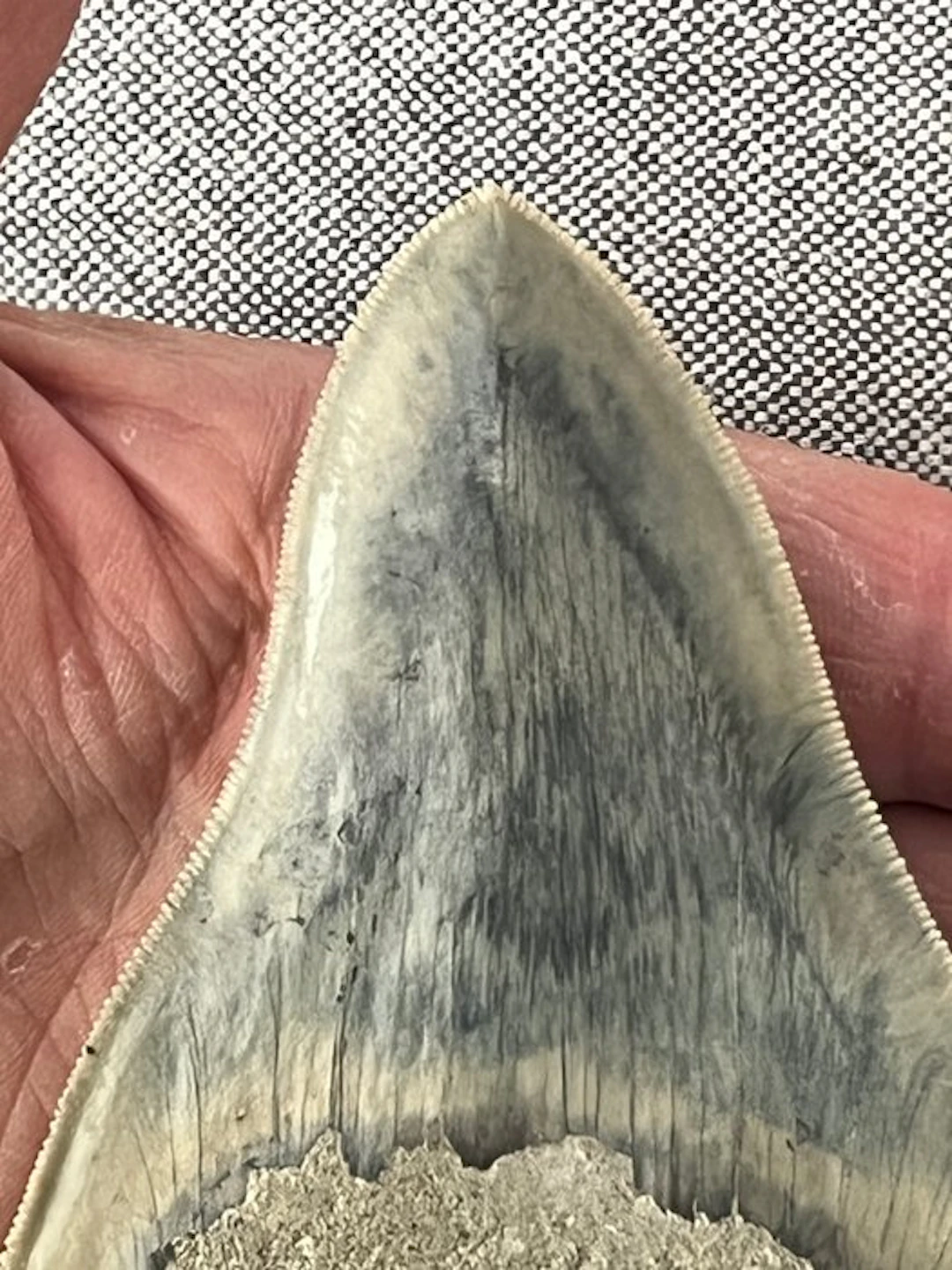 Megalodon tooth 12,6 cm - Fossil tooth - Carcharocles megalodon