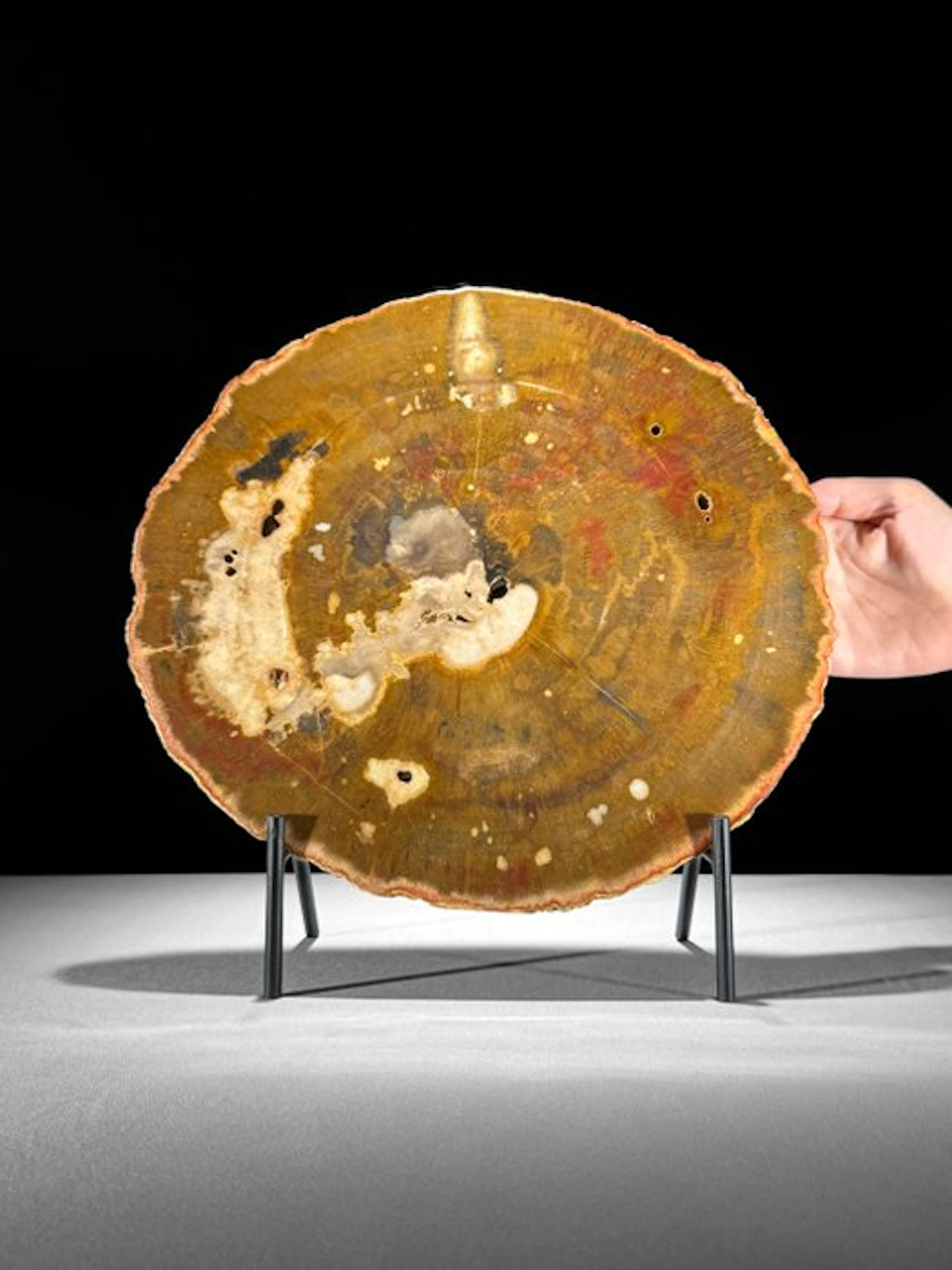 C - Stunning Large RED Slice of Petrified Wood on a...