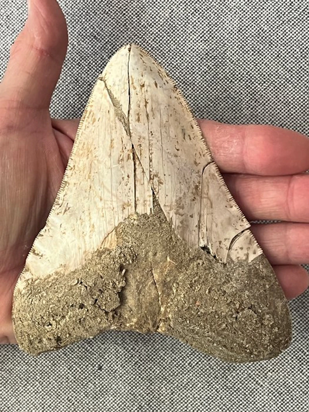 Huge Megalodon tooth 13,1 cm - Fossil tooth...