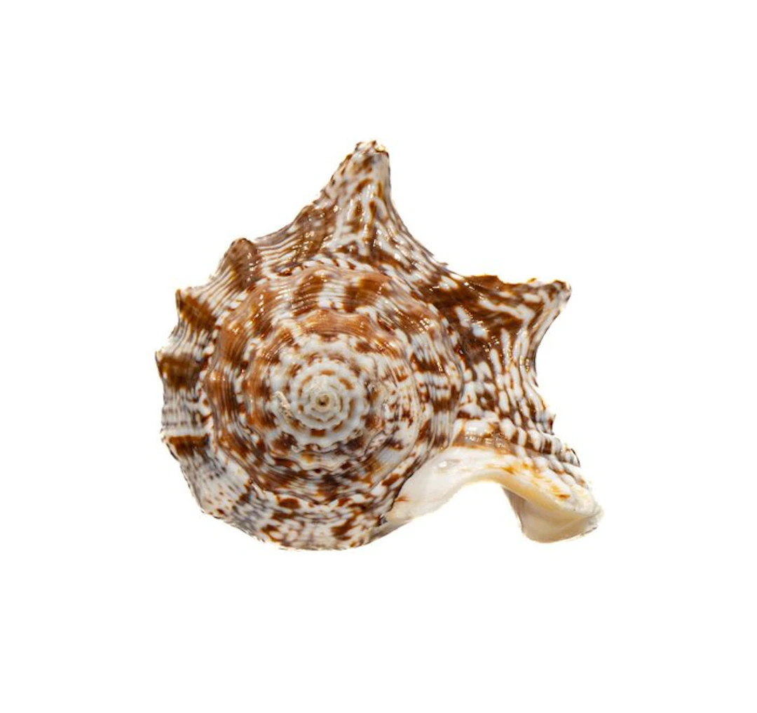 Collector's snail Strombius raninus / Taxidermy full body...