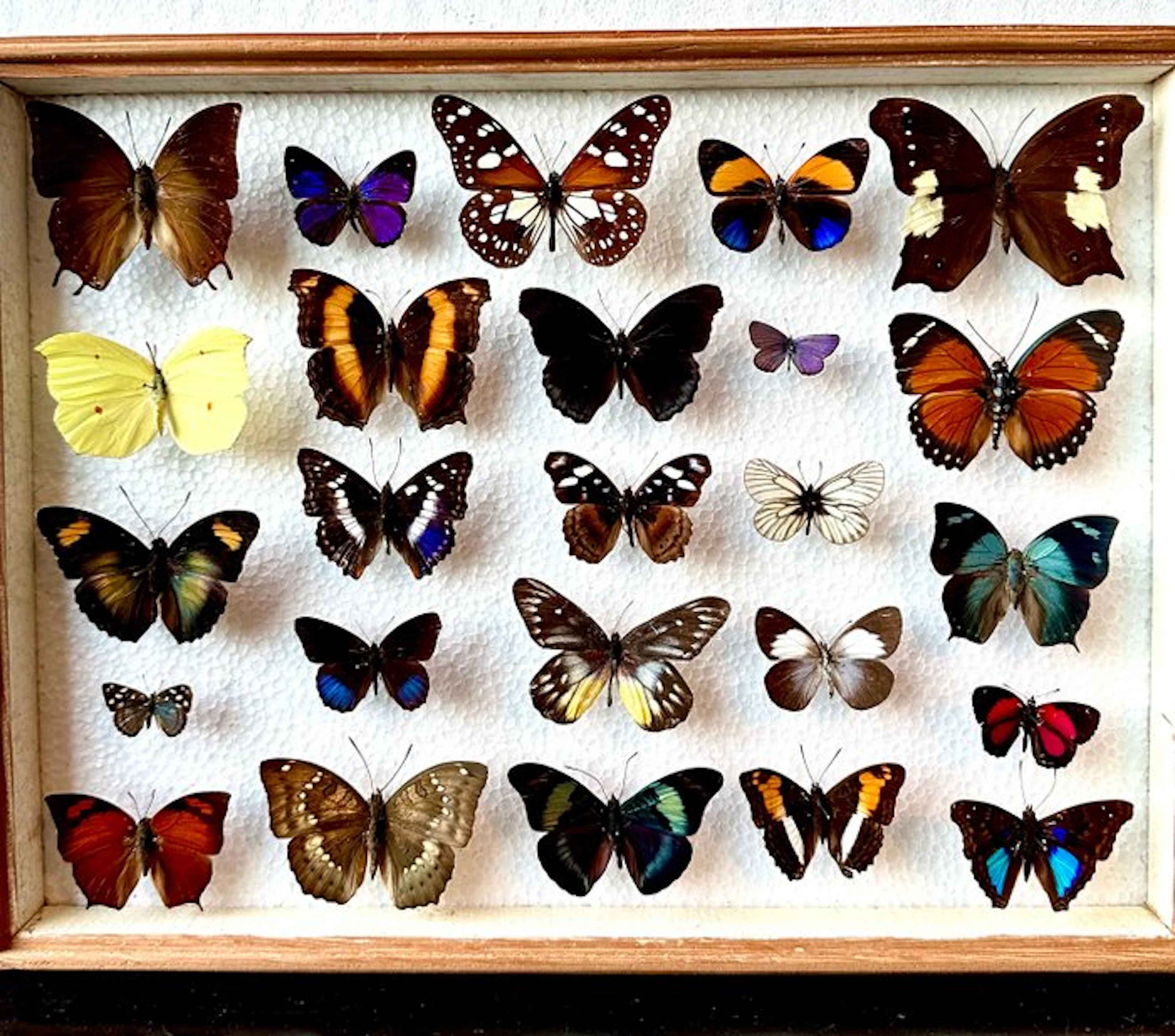 Complete lot of 25 pieces of very rare exotic day butterflies