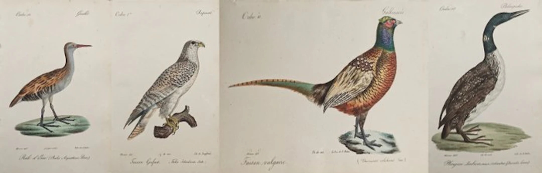 Jean-Charles Werner (1798–1856) - Set of 4: Water Rail