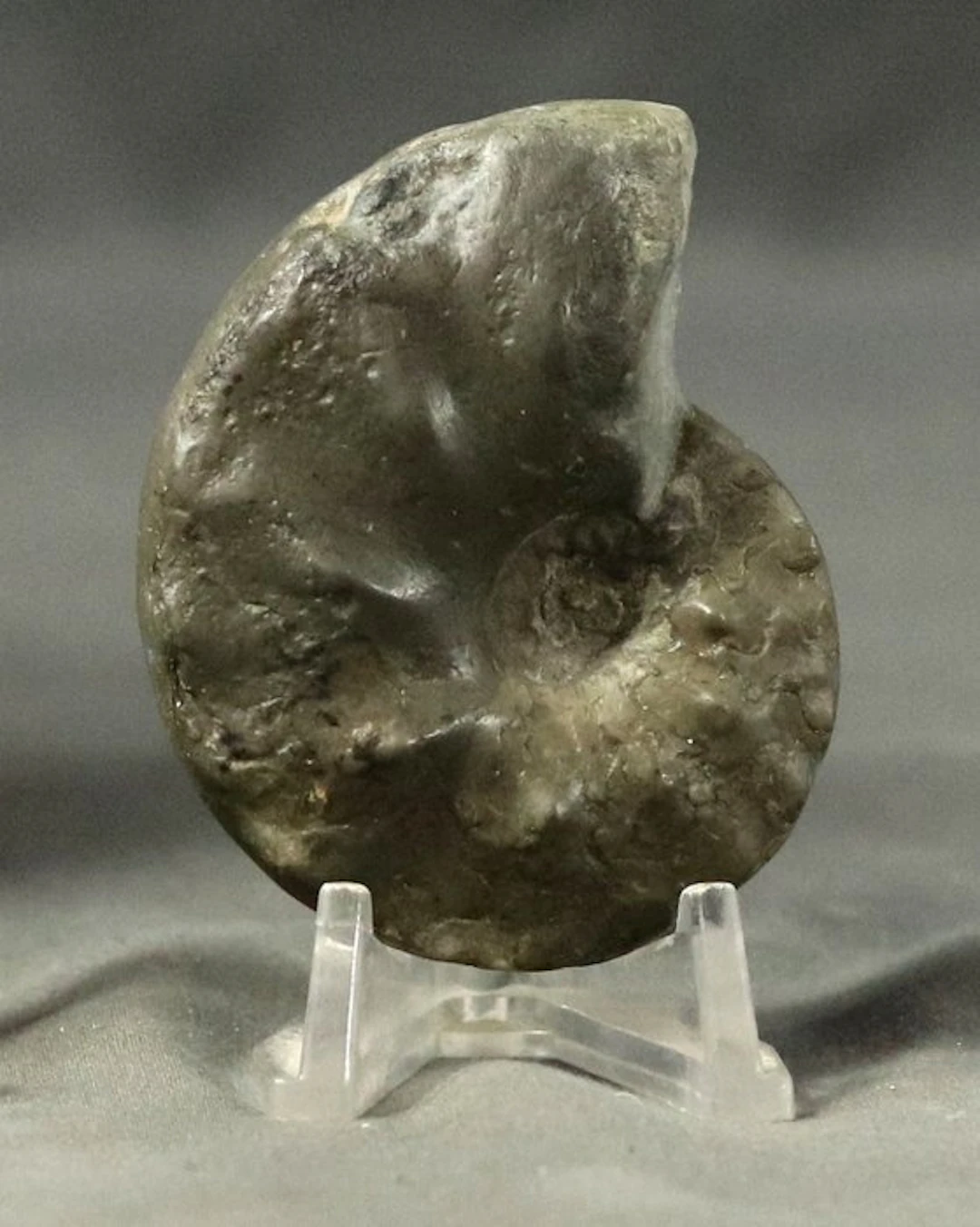 Juvenile !! Uncommon Triassic Ammonite with particular...