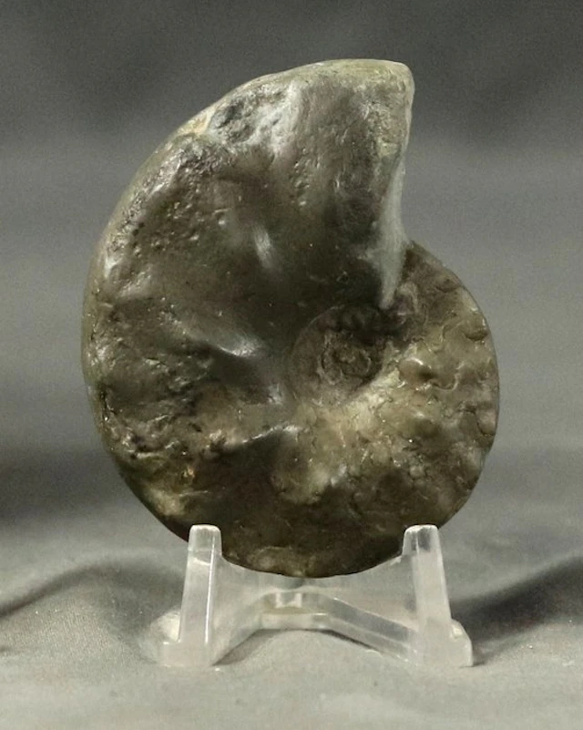 Juvenile !! Uncommon Triassic Ammonite with particular...
