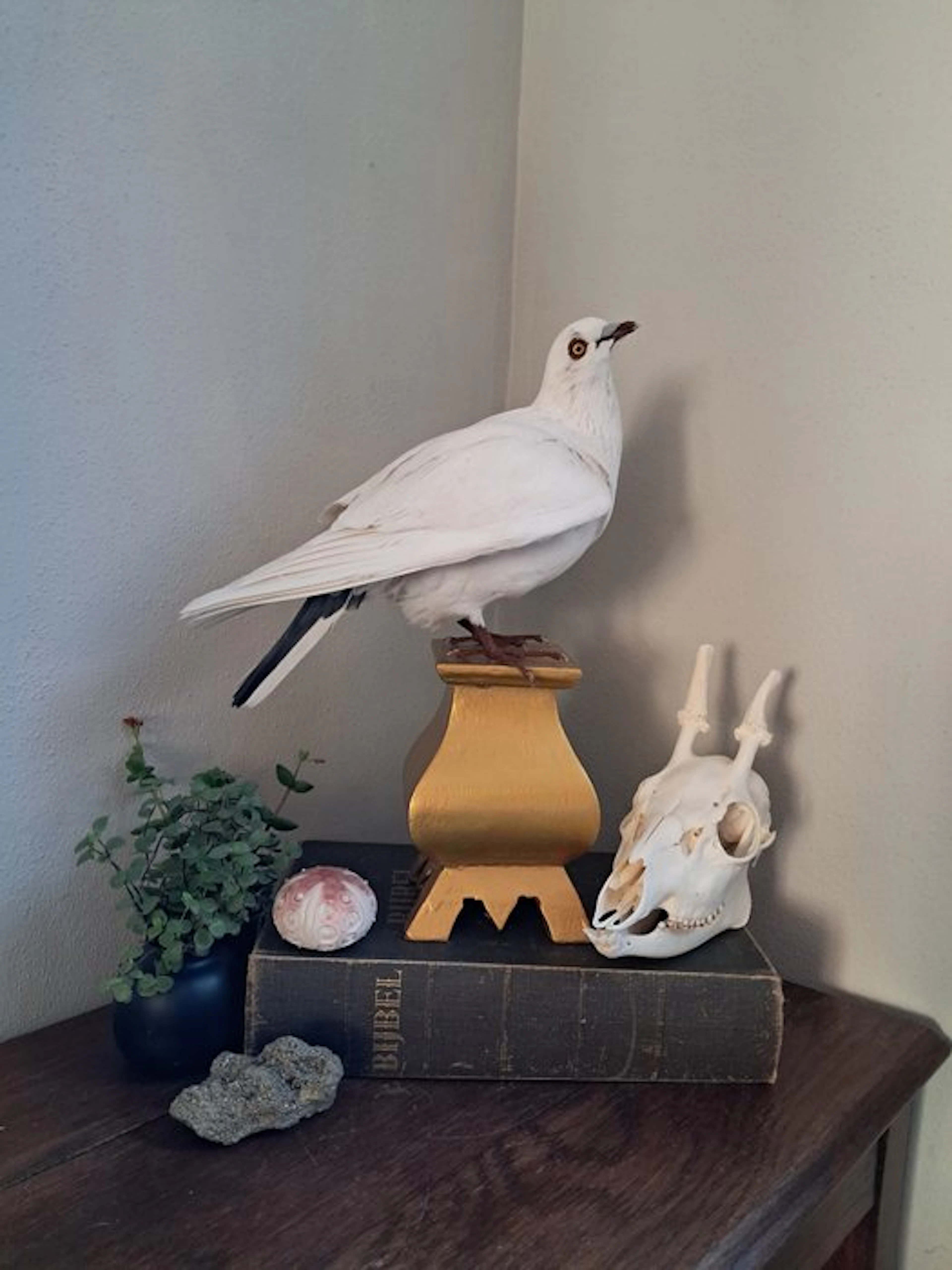 domestic pigeon Taxidermy full body mount - Columba livia...