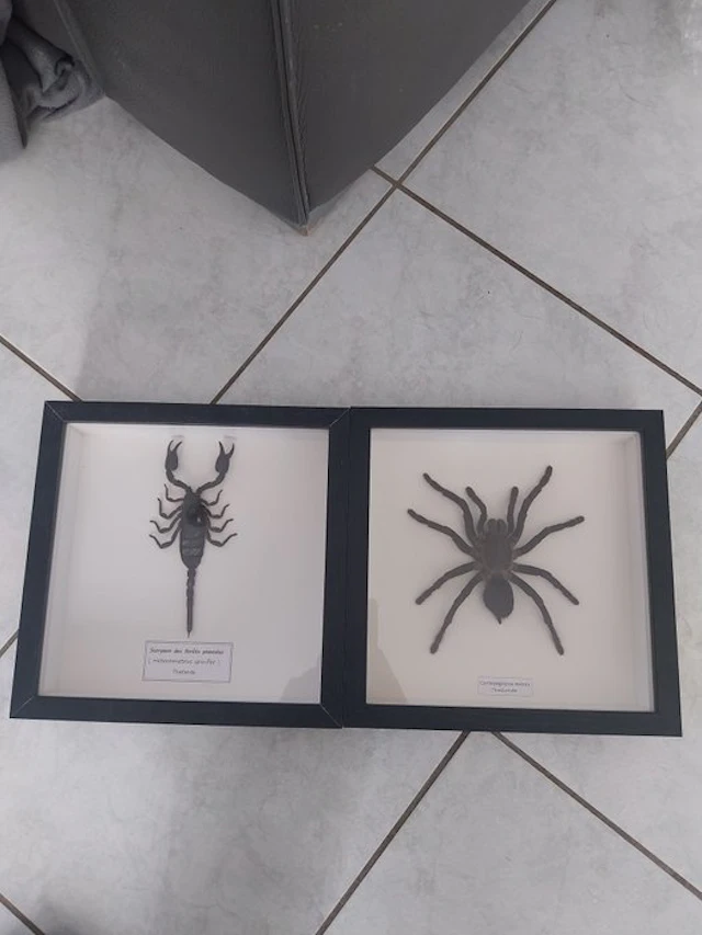 Scorpion Taxidermy full body mount - Heterometrus...