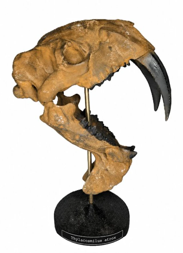 Fossil skull - Thylacosmilus atrox - Museum-Grade Replica - 37 cm - 26 cm