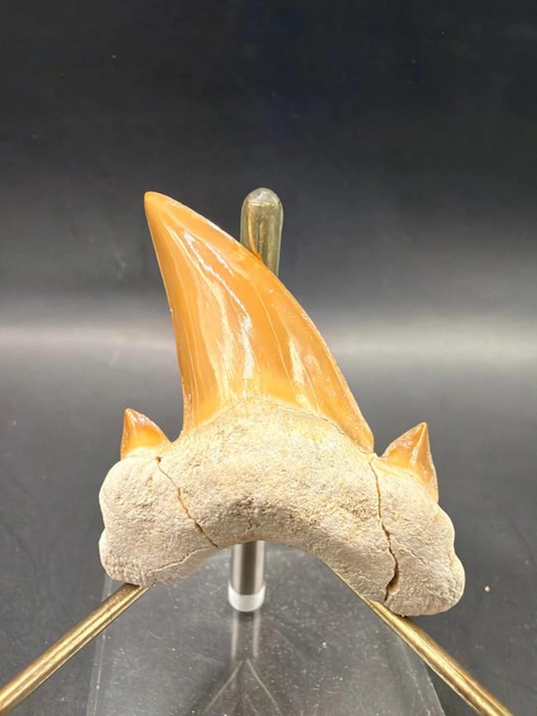 Shark - Fossil tooth - Otodus obliquus - 6 cm (No reserve price)