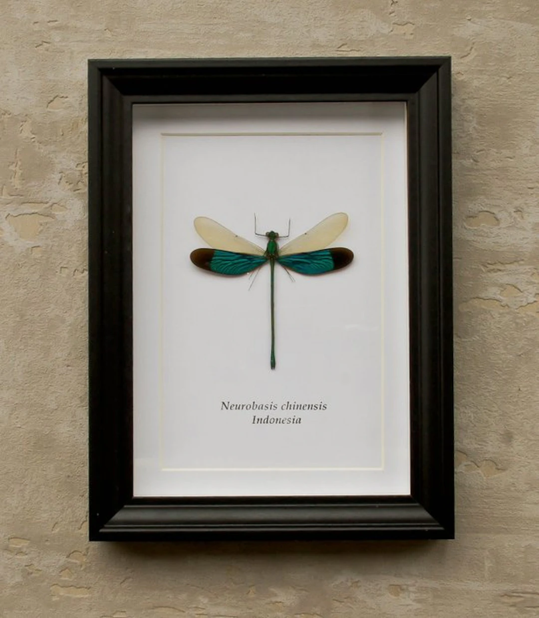 Dragonfly Taxidermy full body mount - Neurobasis...