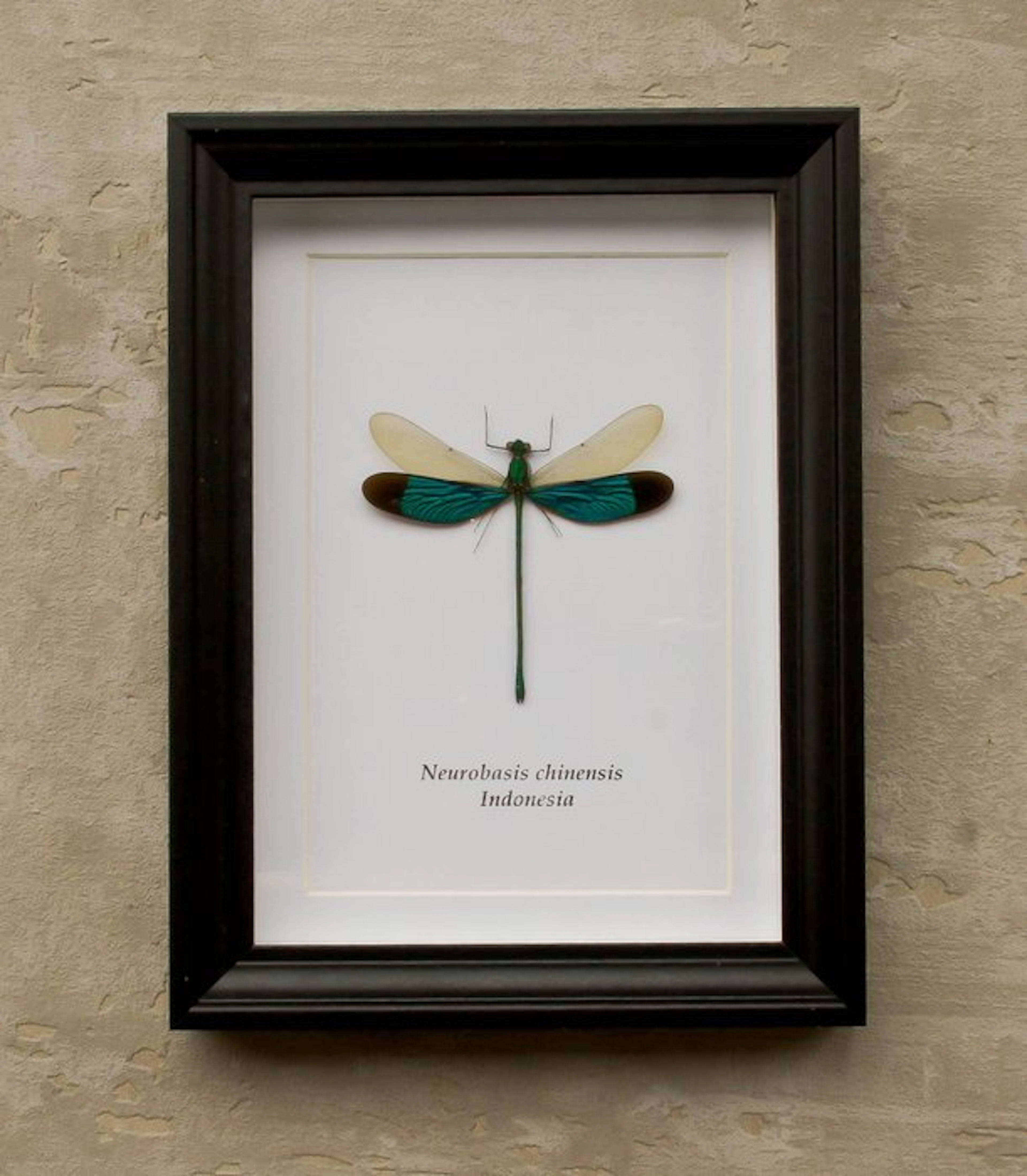 Dragonfly Taxidermy full body mount - Neurobasis...
