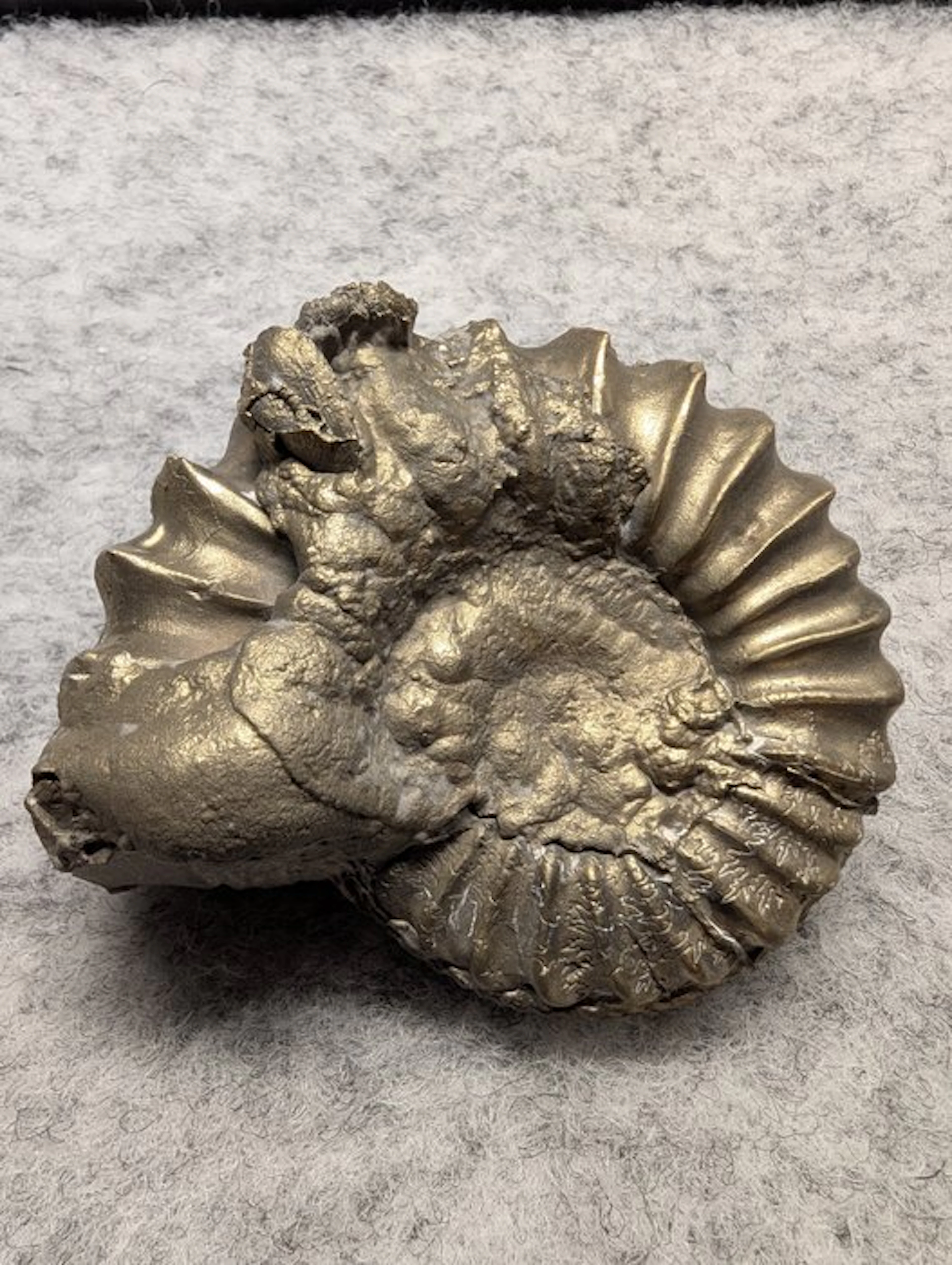 Ammonite - Fossilised animal - Pleuroceras sp. (No reserve price)