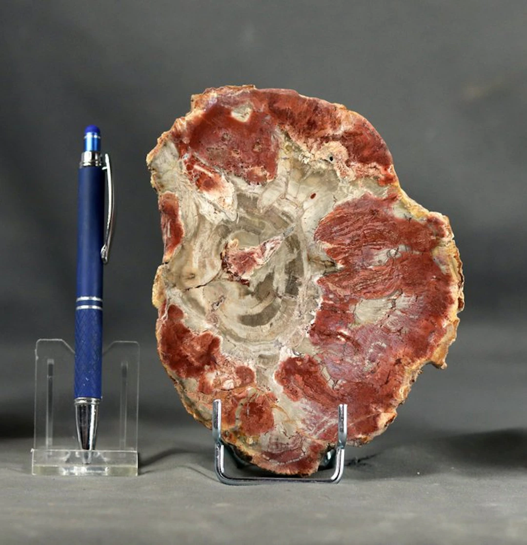 Nice and decorative fossilized wood - Polished with...