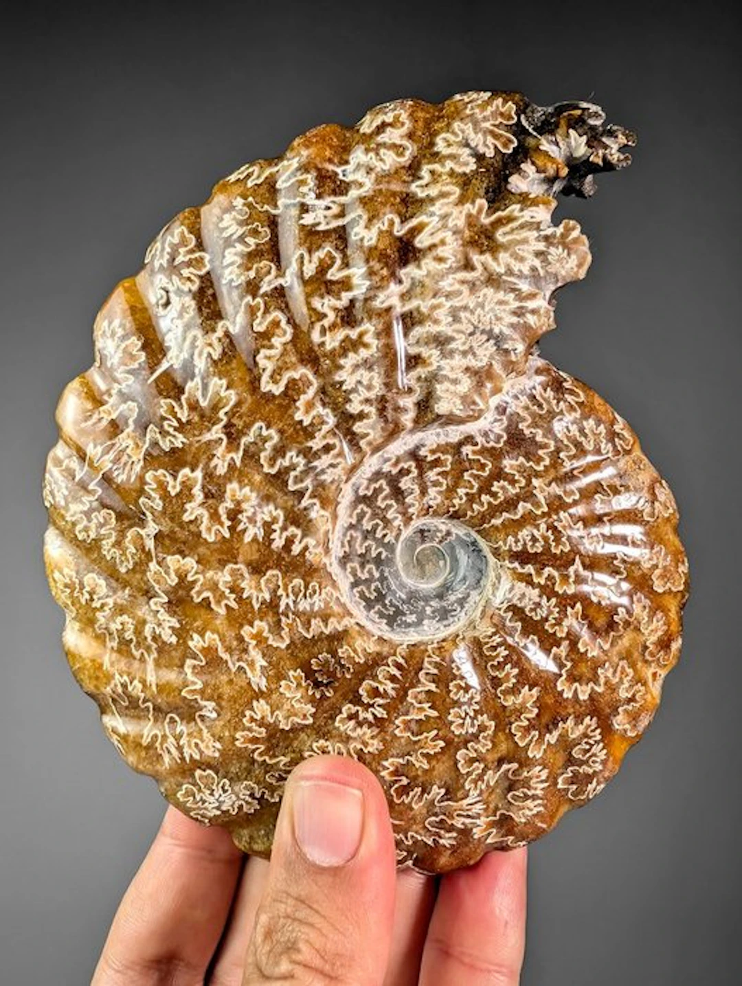 Polished Ammonite with Exposed Suture Patterns...