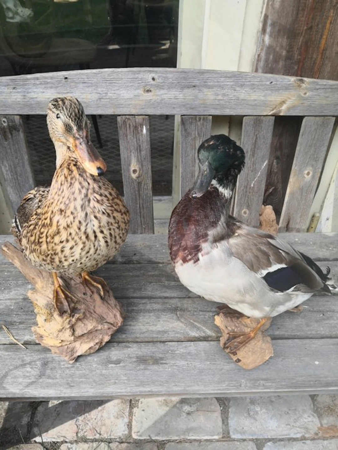Mallards Taxidermy wall mount - Anas platyrhynchos - 40...