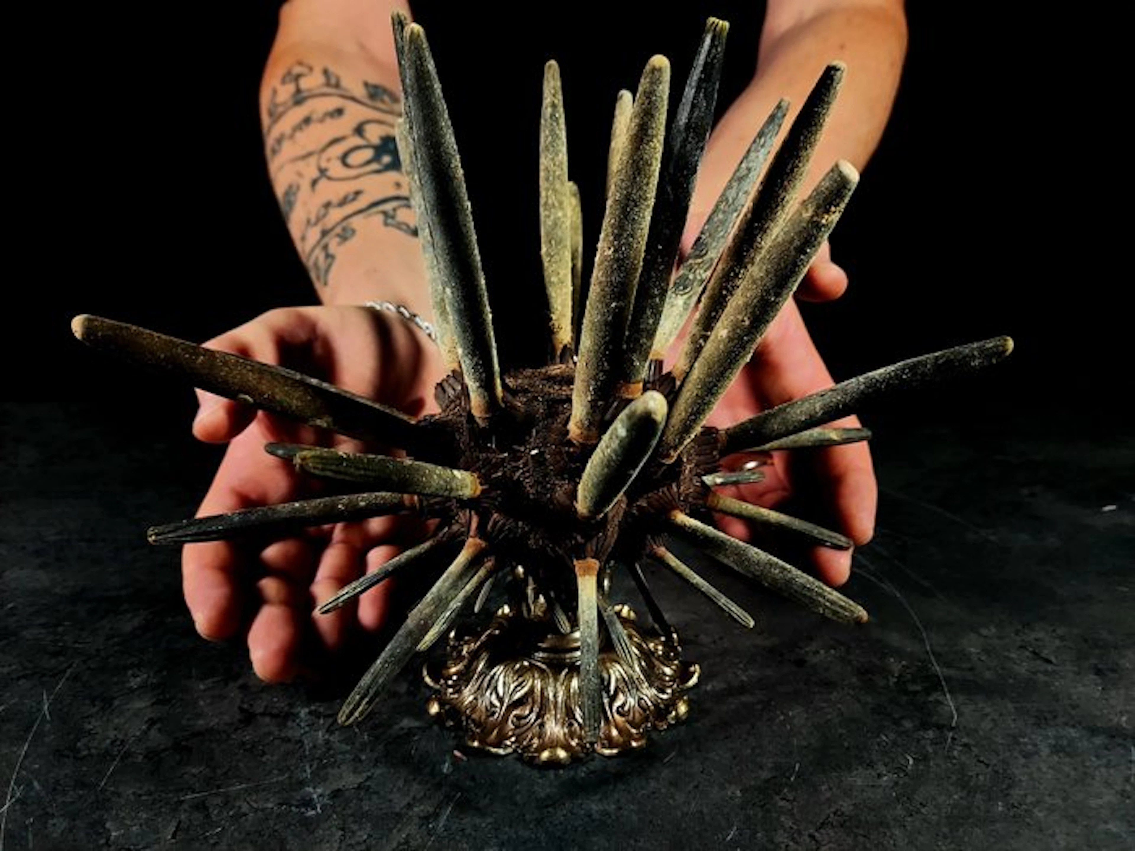 enormous hedgehog pencil Taxidermy full body mount...