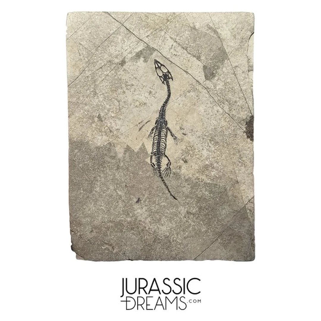 Nicely Preserved Enhaced Juvenile Keichousaurus hui Early...