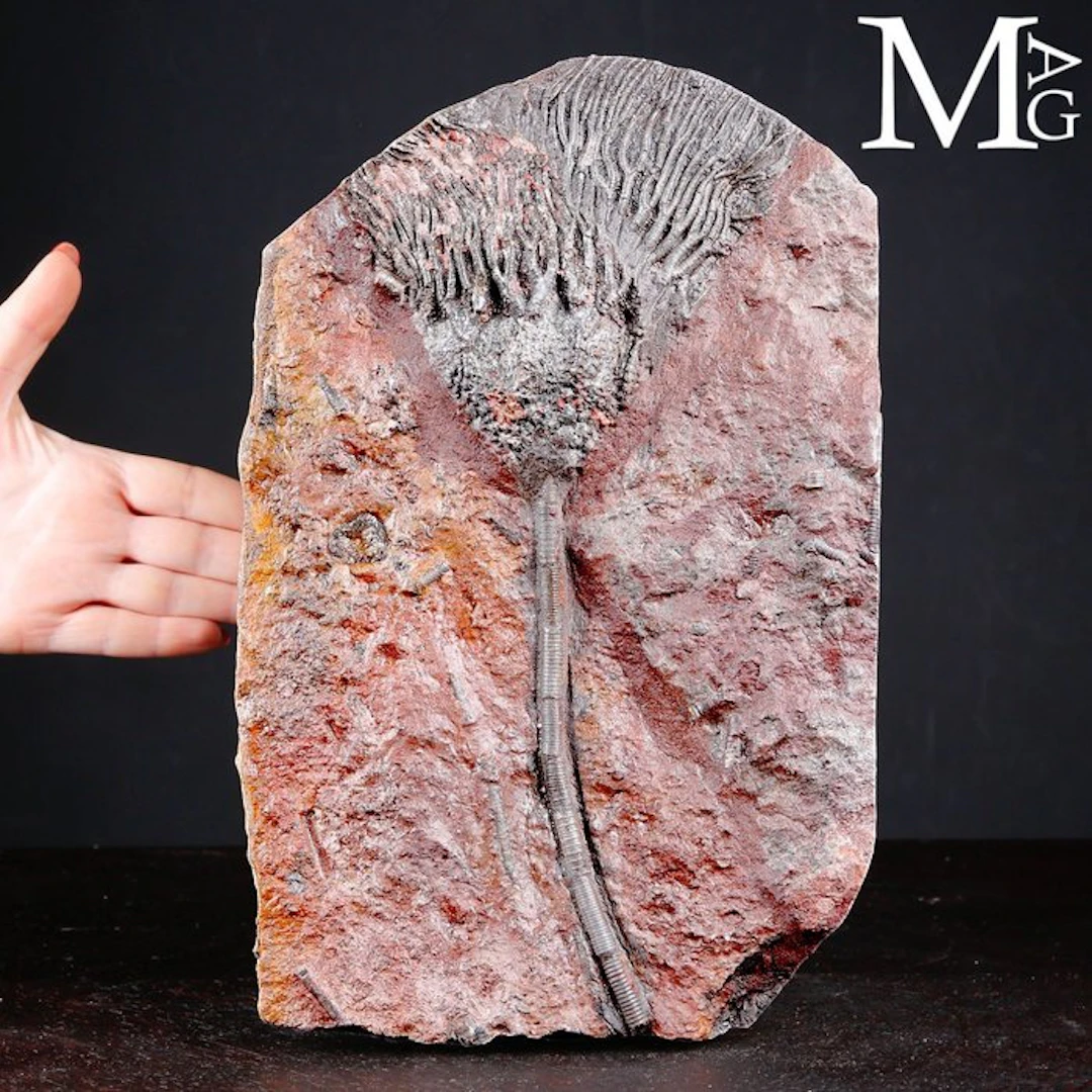 Crinoid Fossil Specimen on Slab - Scyphocrinites Elegans...