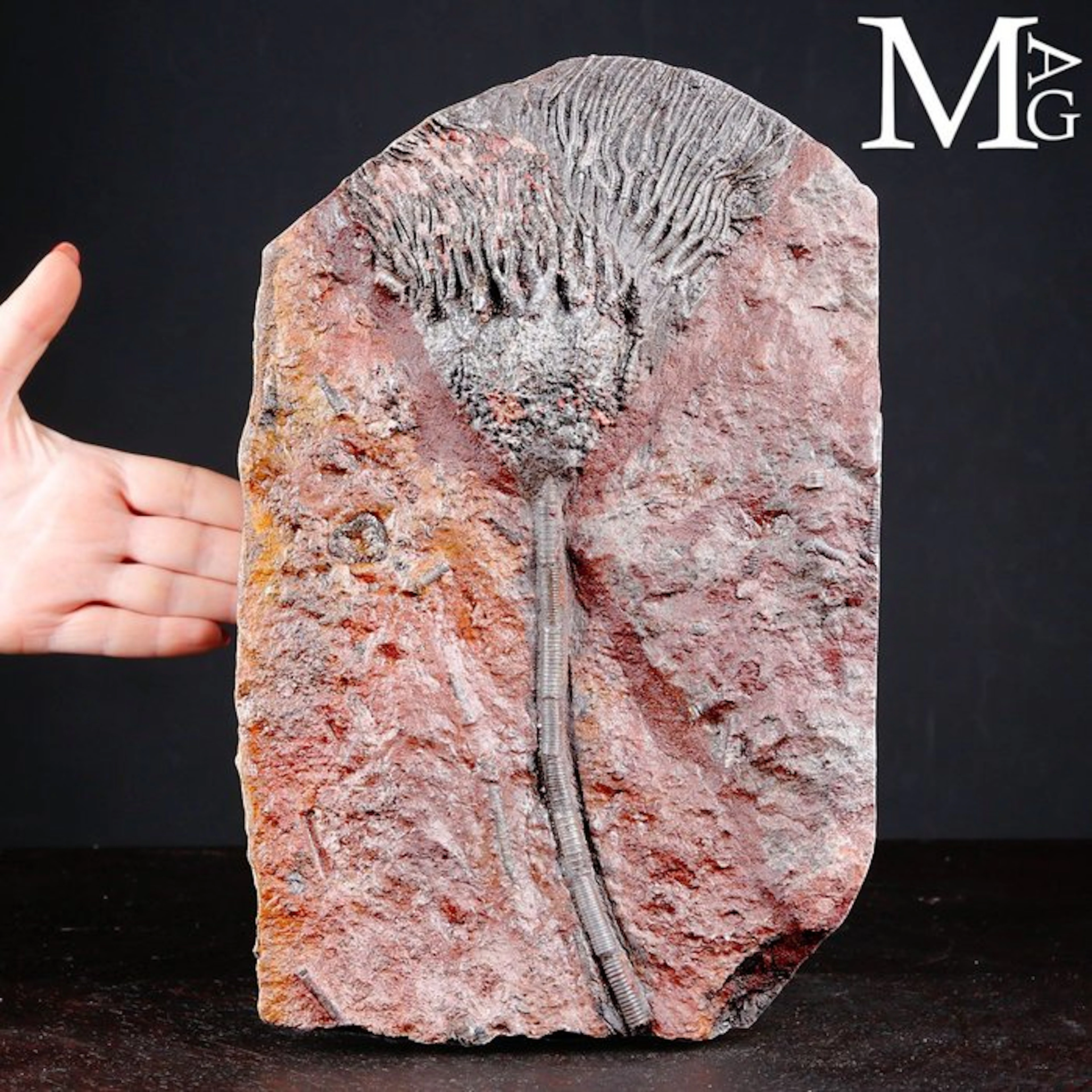 Crinoid Fossil Specimen on Slab - Scyphocrinites Elegans...