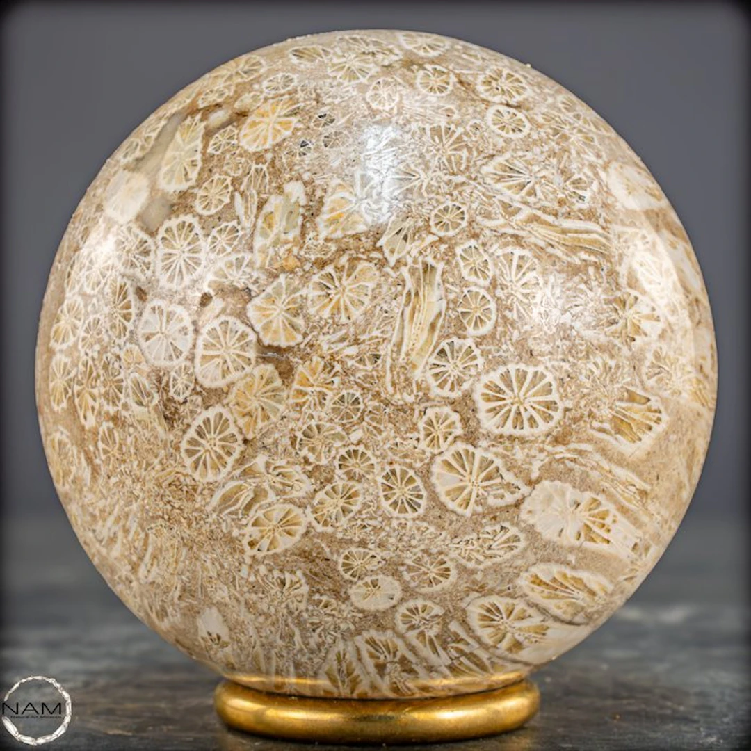 Natural fossil coral sphere from Australia – primeval...