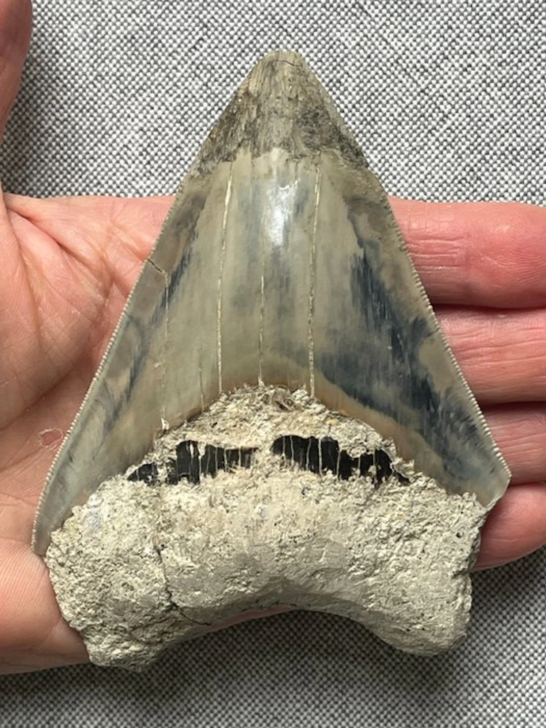 Megalodon tooth 11,1 cm - Fossil tooth - Carcharocles megalodon