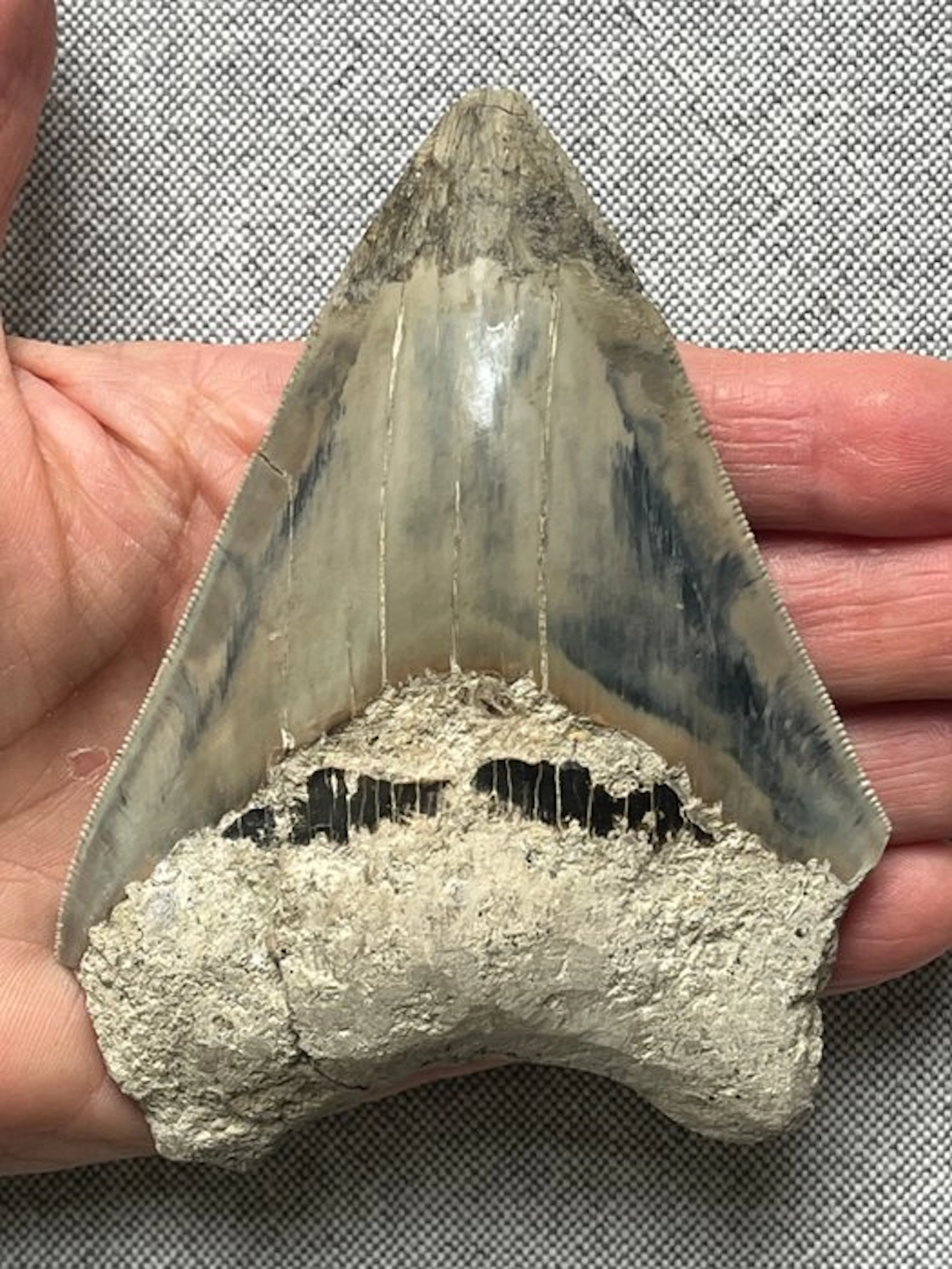 Megalodon tooth 11,1 cm - Fossil tooth - Carcharocles megalodon