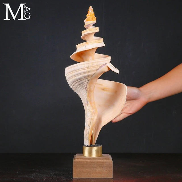 Carved Giant Triton Seashell - Triplofusus Giganteus...