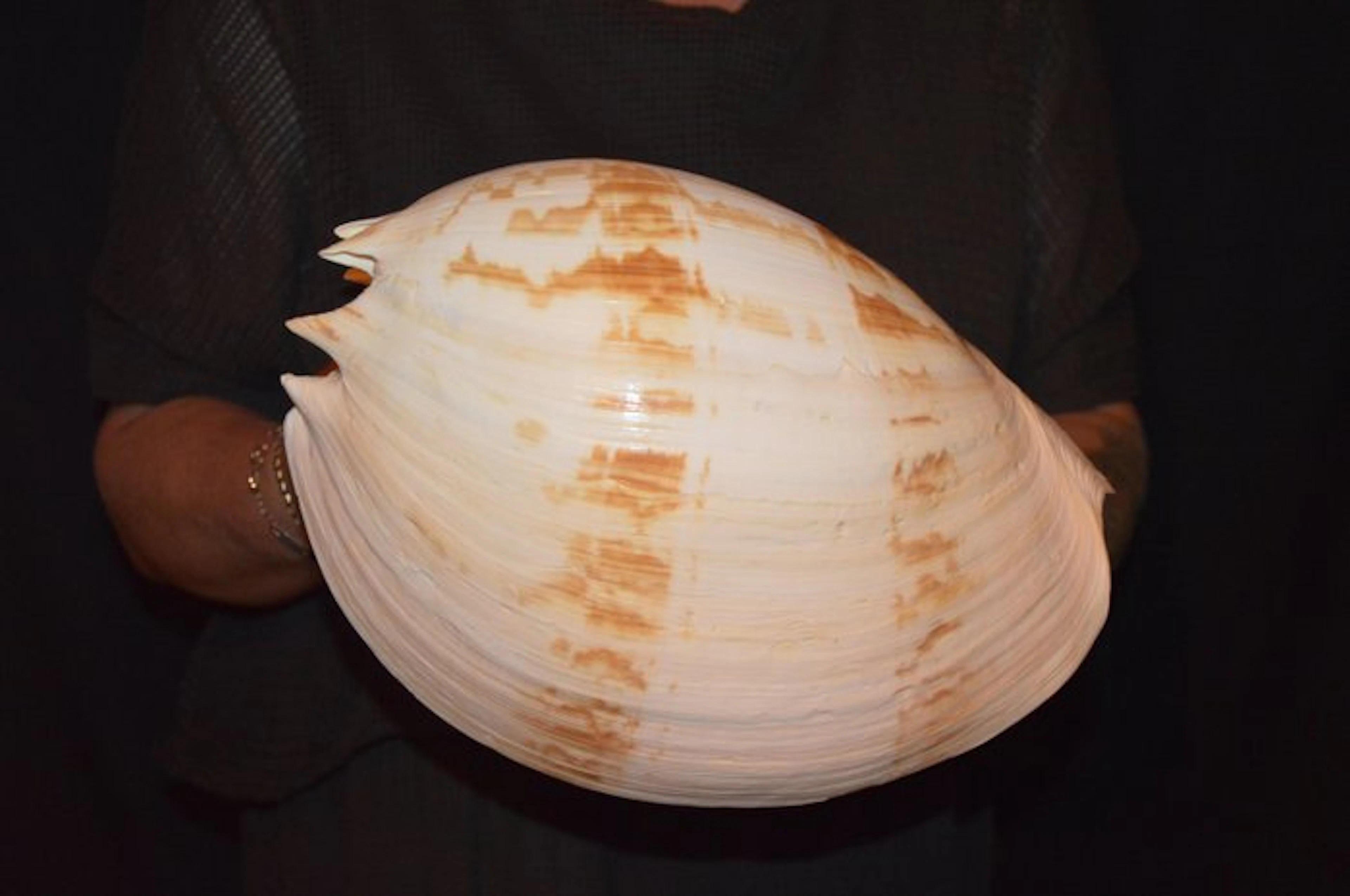 Sea Snail Sea shell - S-01 MELO UMBILICATUS