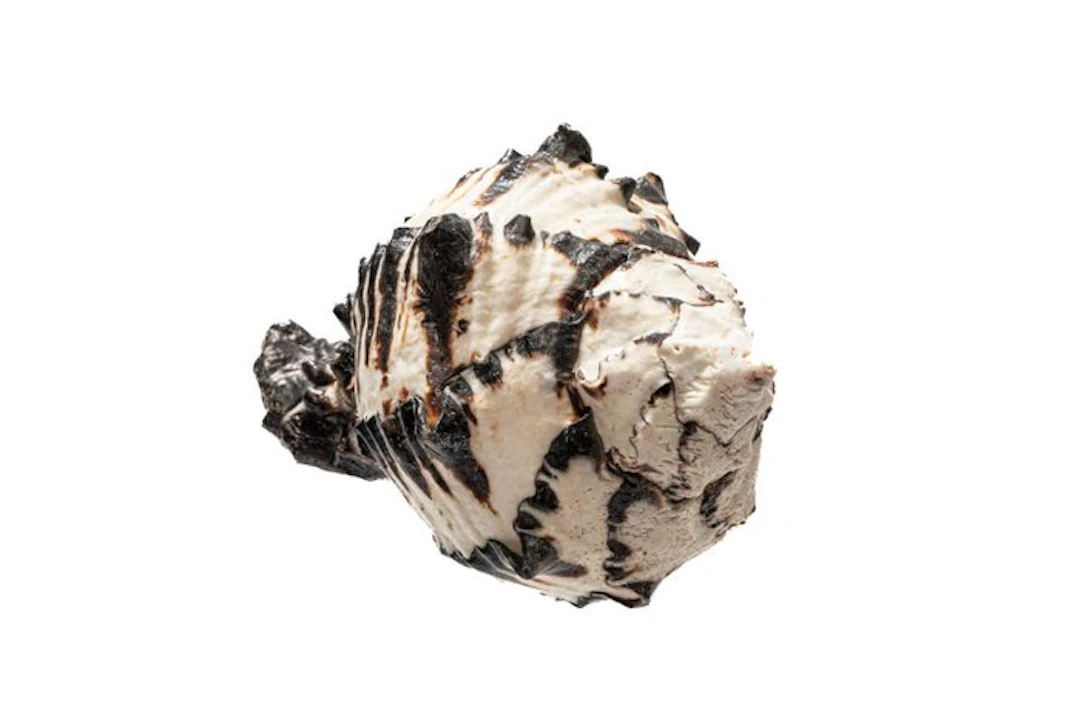 Black Ramose Murex Snail | Chicoreus ramosus Black - Top...
