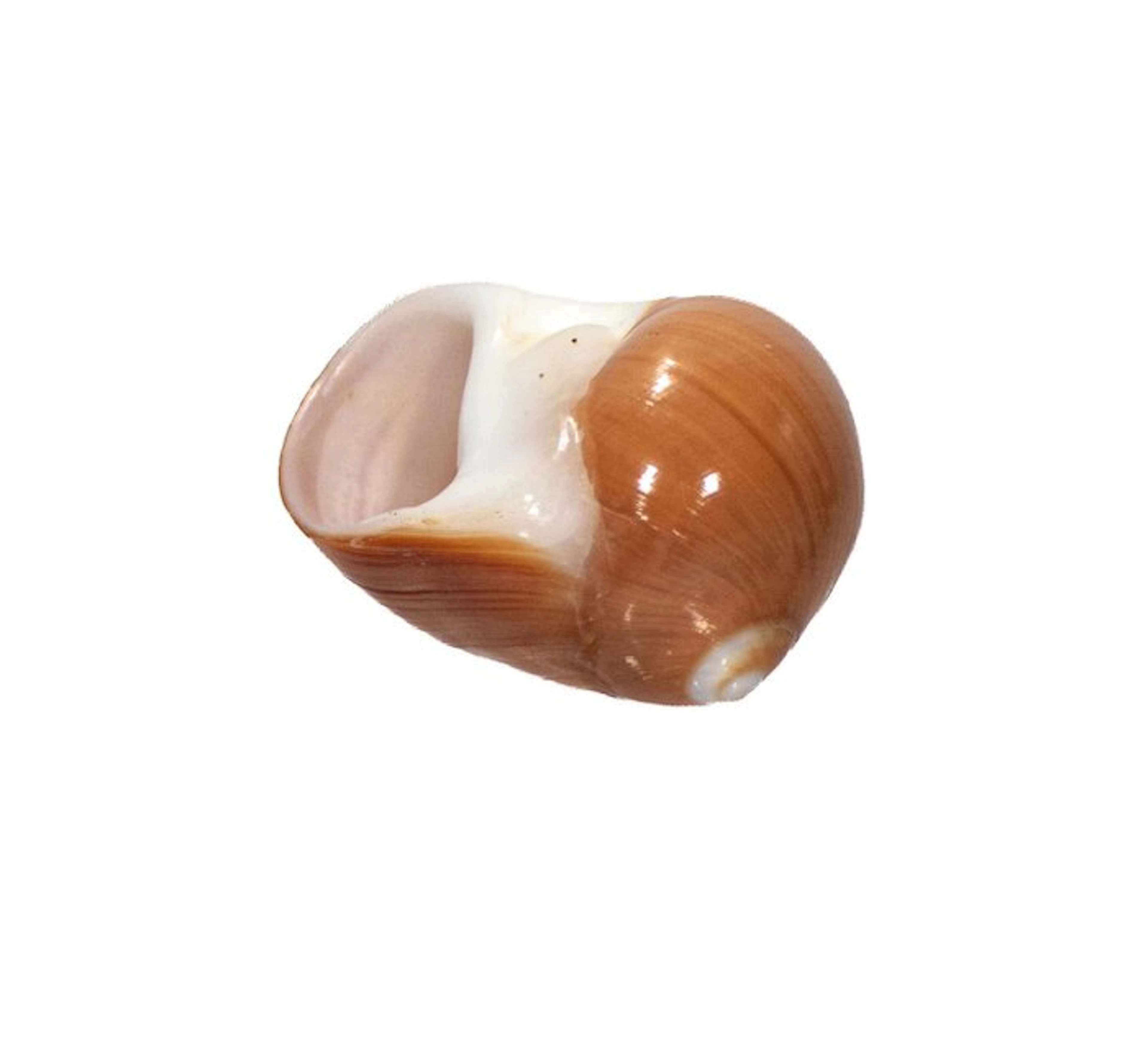 Polinices aurantius (40 mm