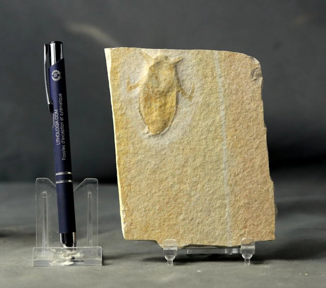 A finely preserved fossil insect - Fossilised animal...