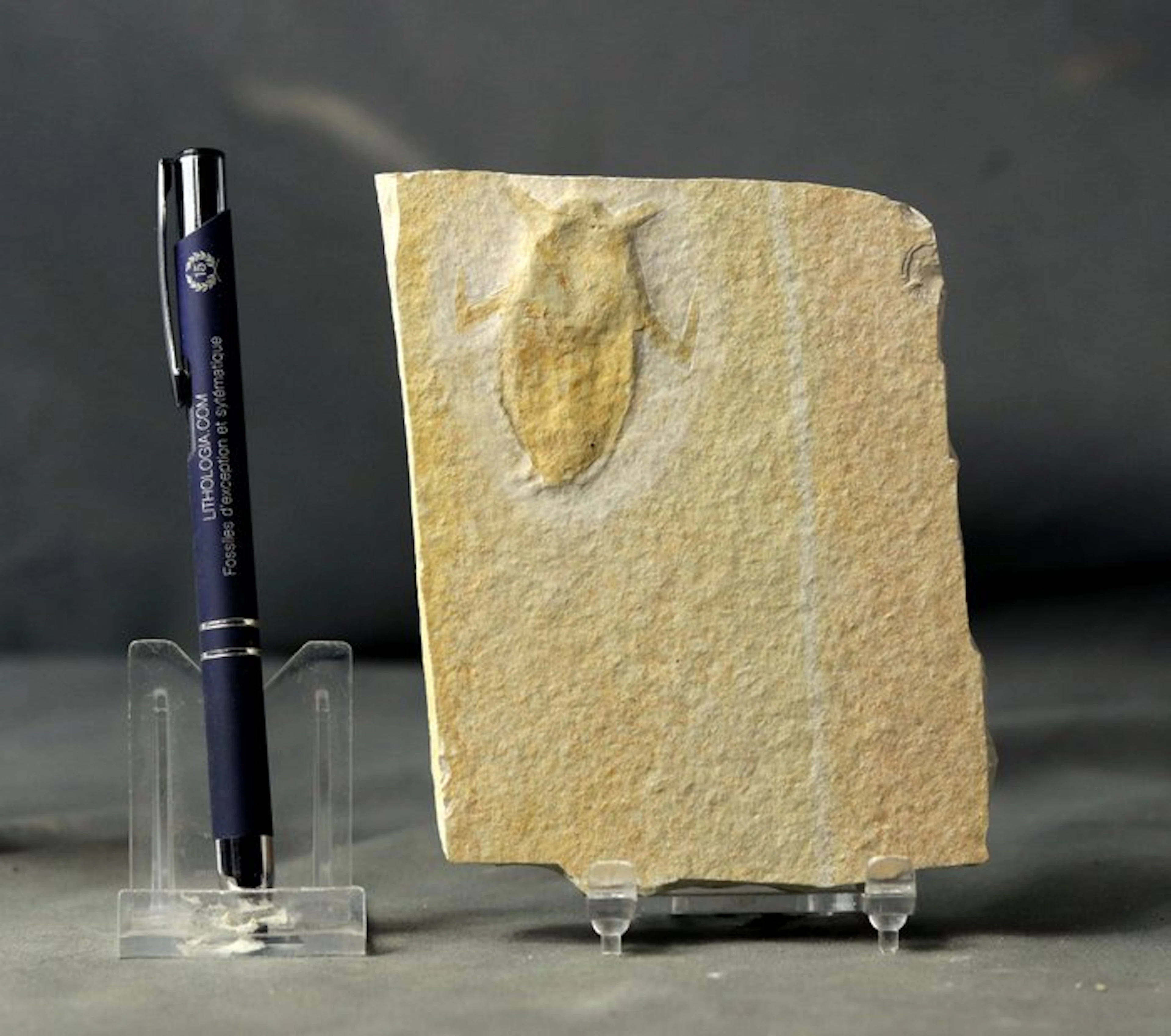 A finely preserved fossil insect - Fossilised animal...