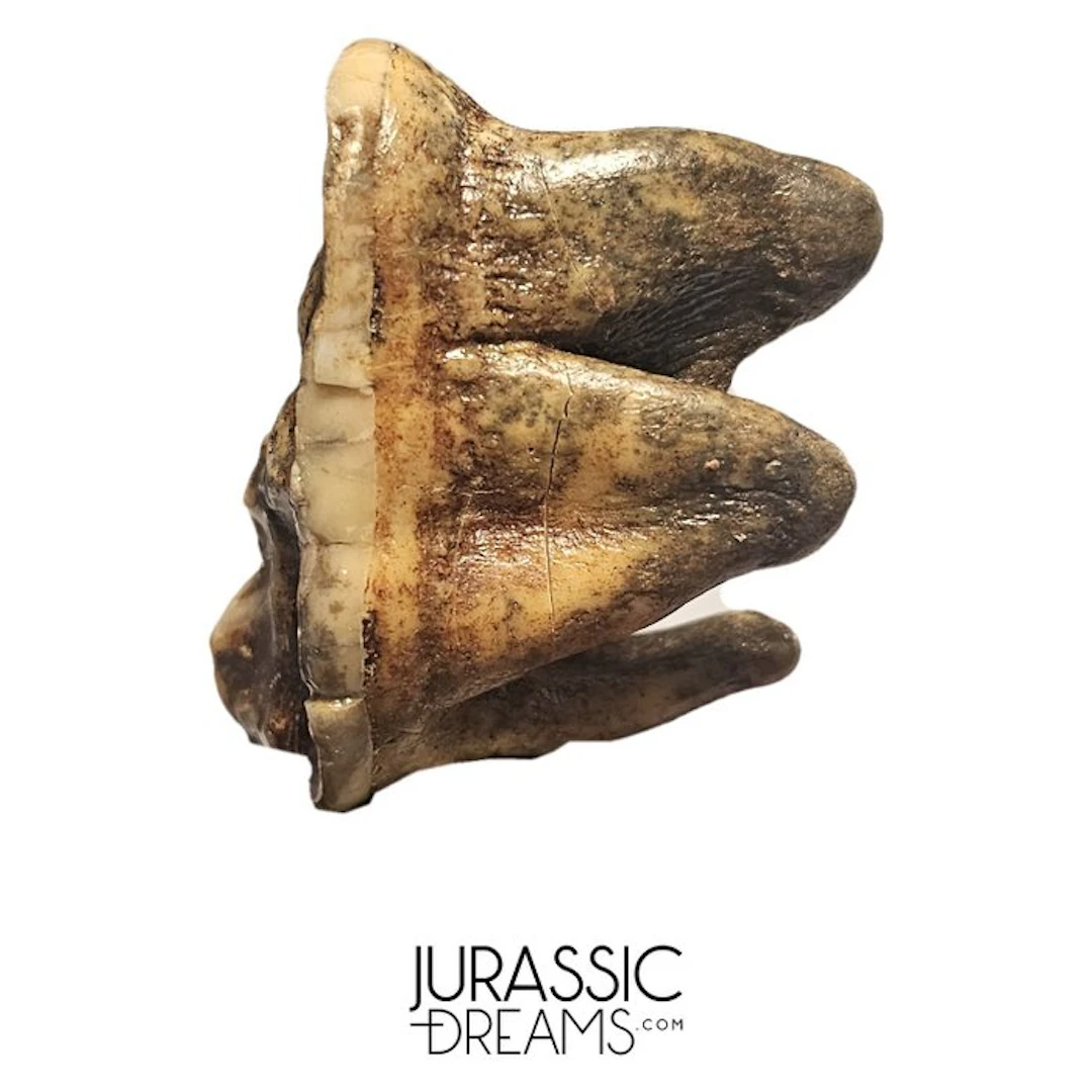 Gem Grade Huge Ice Age Cave Bear (Ursus spelaeus) Upper...