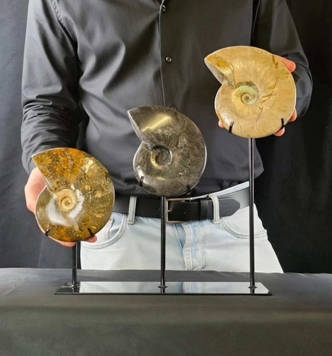 Ammonite - Fossilised animal - Decorative Collection of 3...