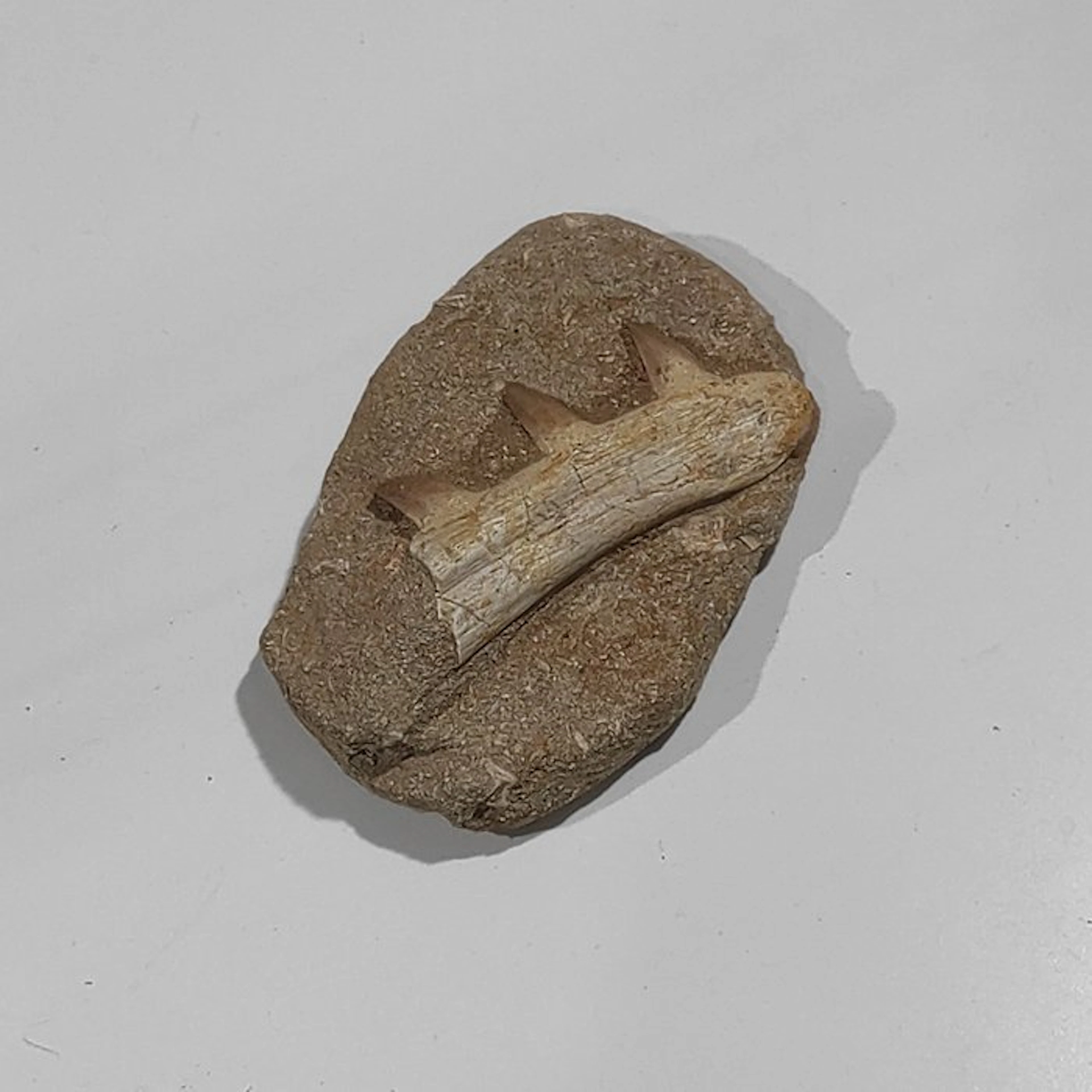 Marine reptile - Fossilised jaw - Mosasaurus sp