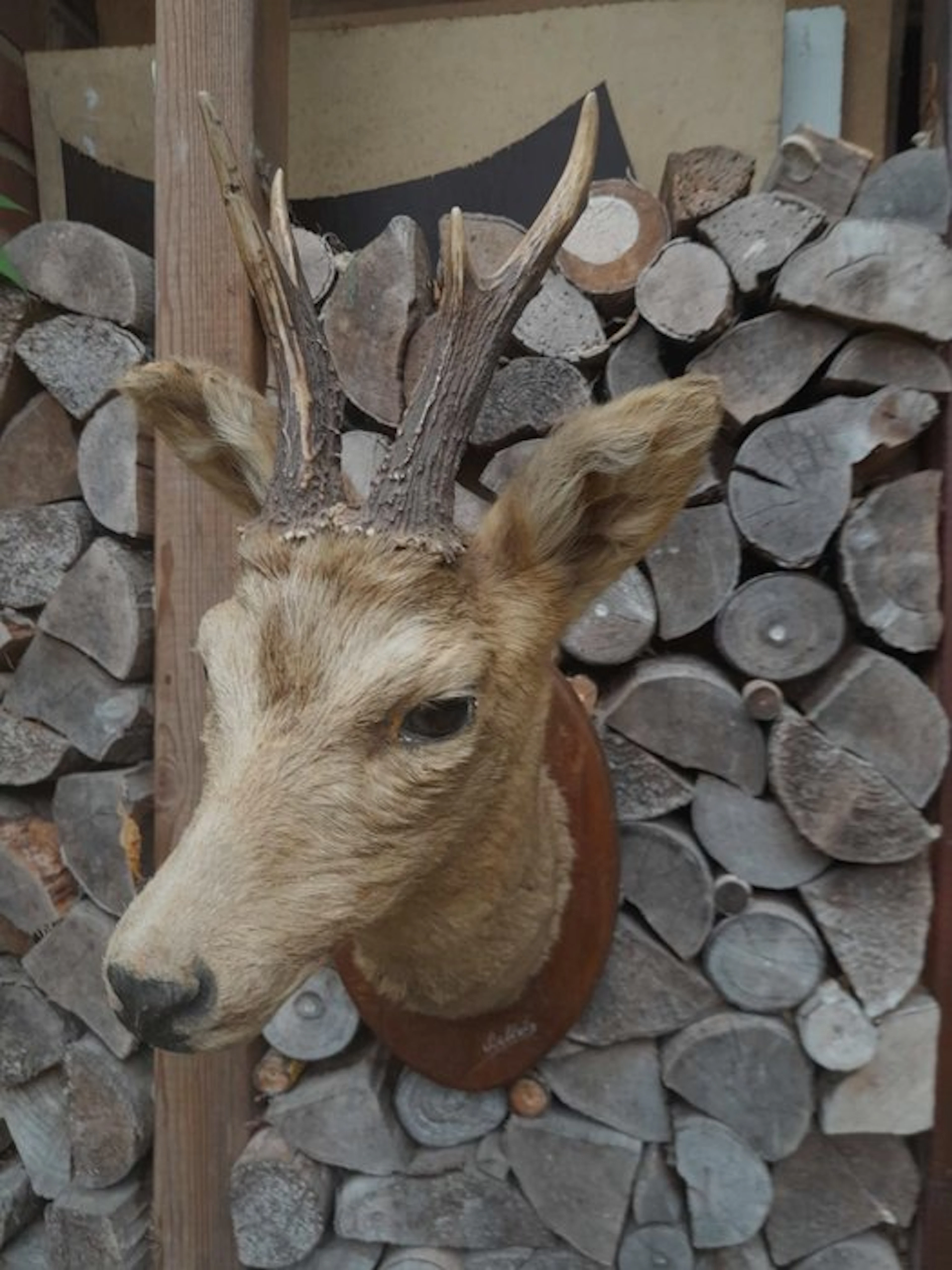 Hunting trophy