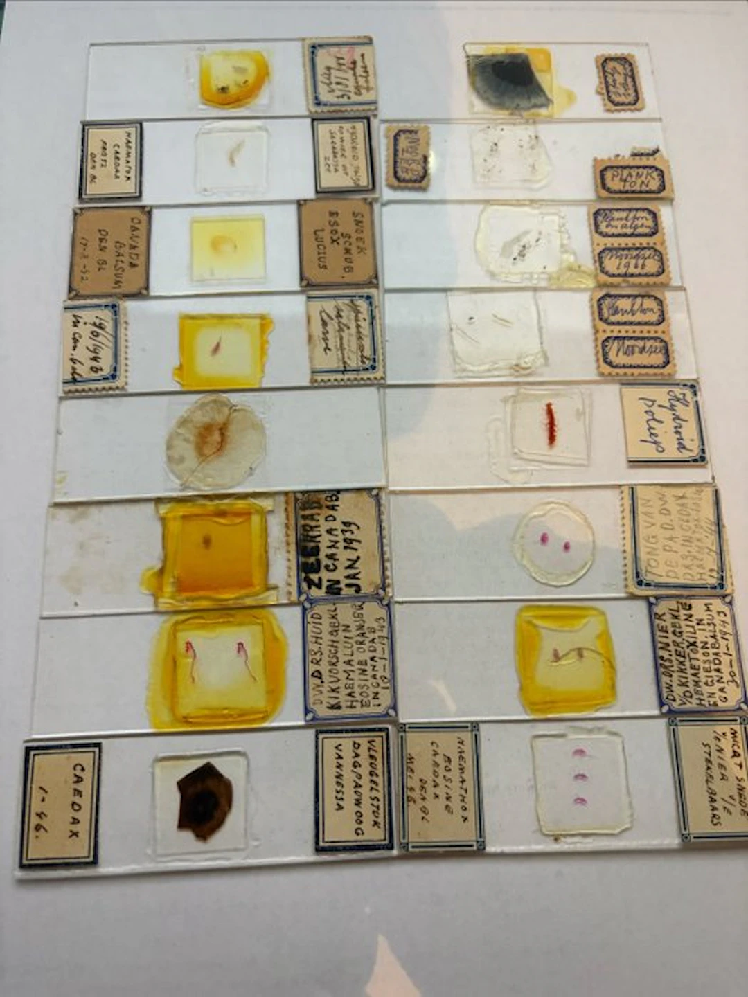 Microscope slide - fauna, insects, fish, amphibians animals - 1930-1940