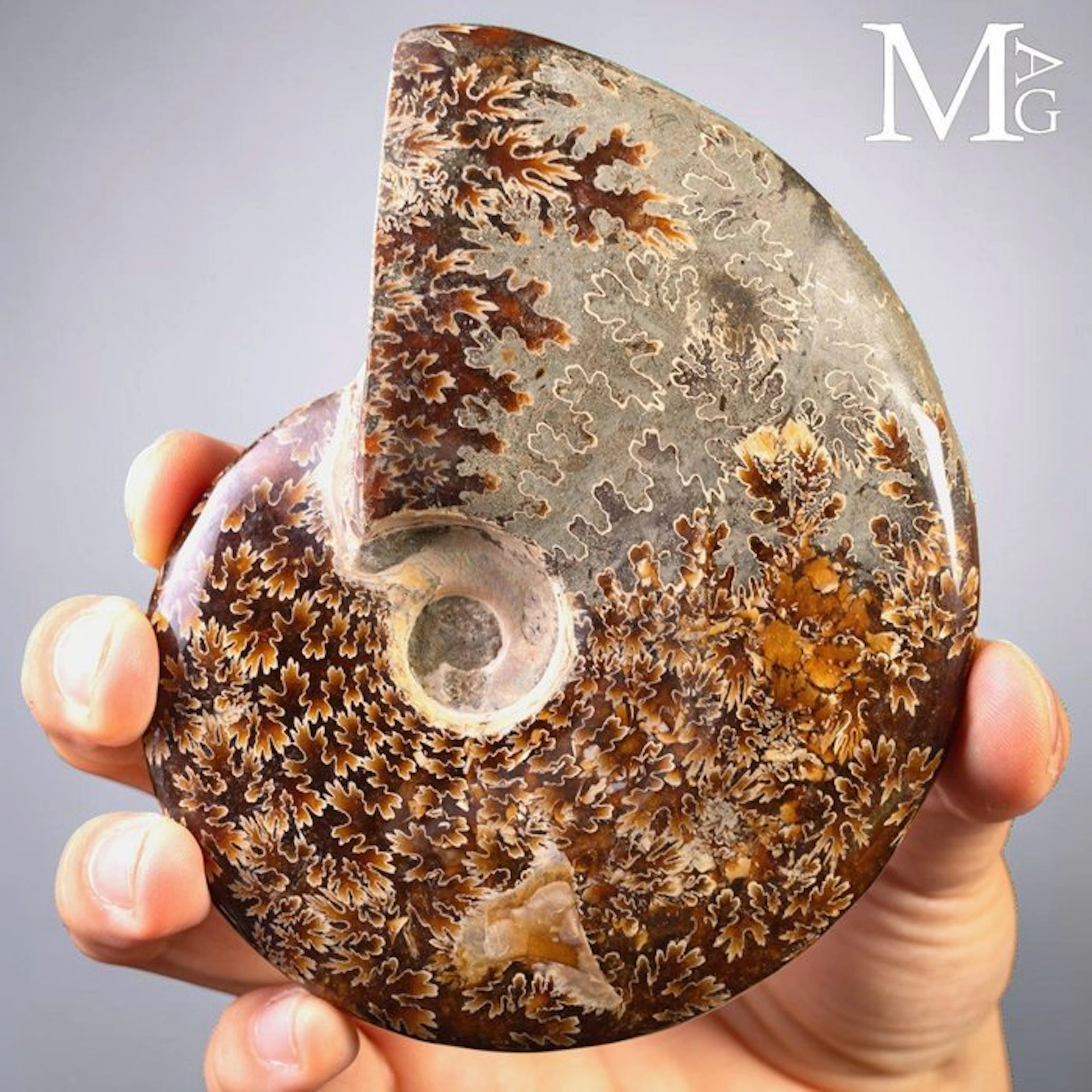 Magnificent Split Ammonite Fossil Displaying Complex...