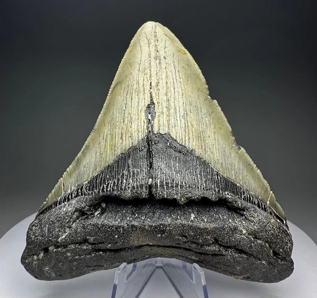 Megalodon - Fossil tooth - 12 cm - 10.5 cm