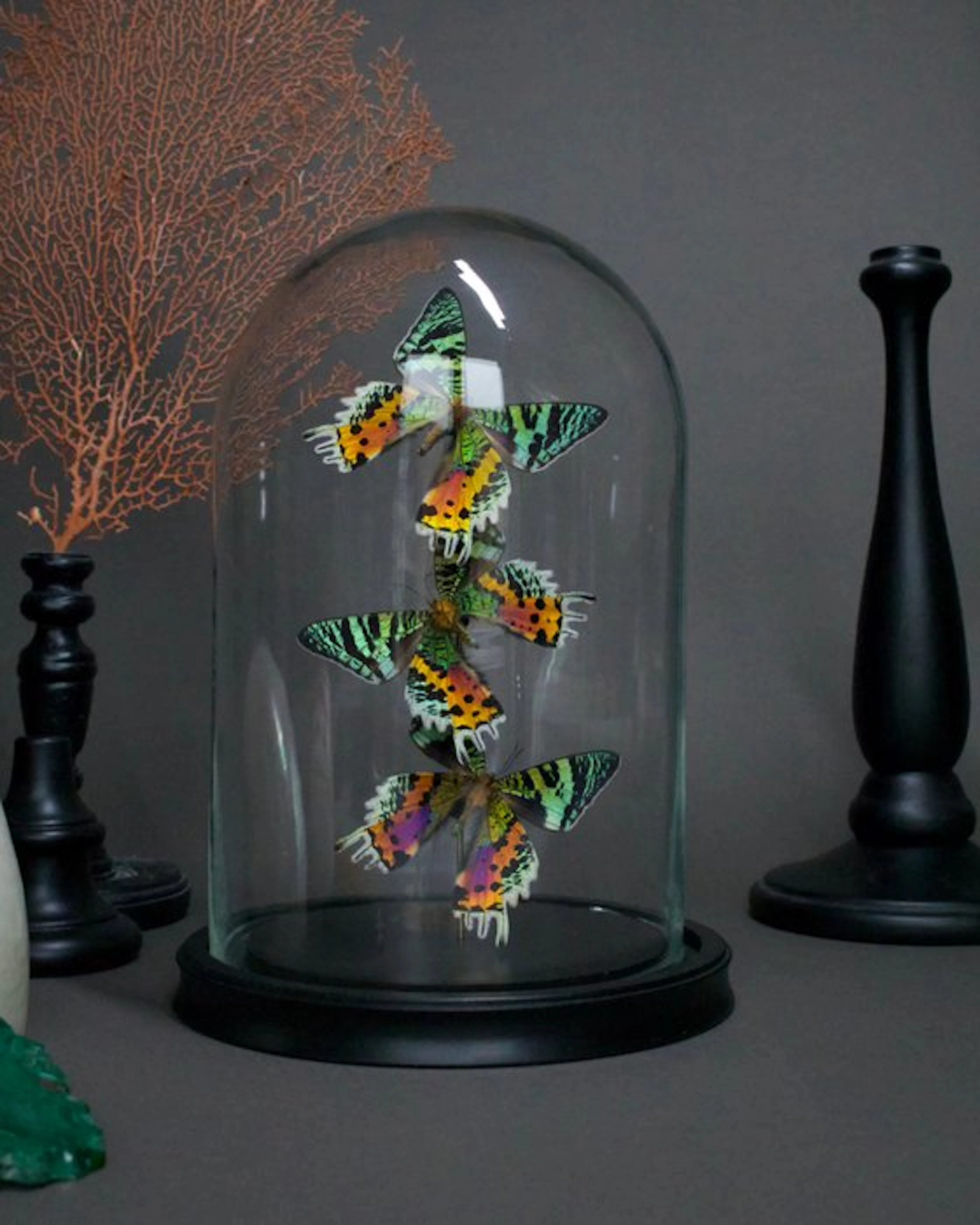 Butterfly Taxidermy full body mount - Urania ripheus - 25...