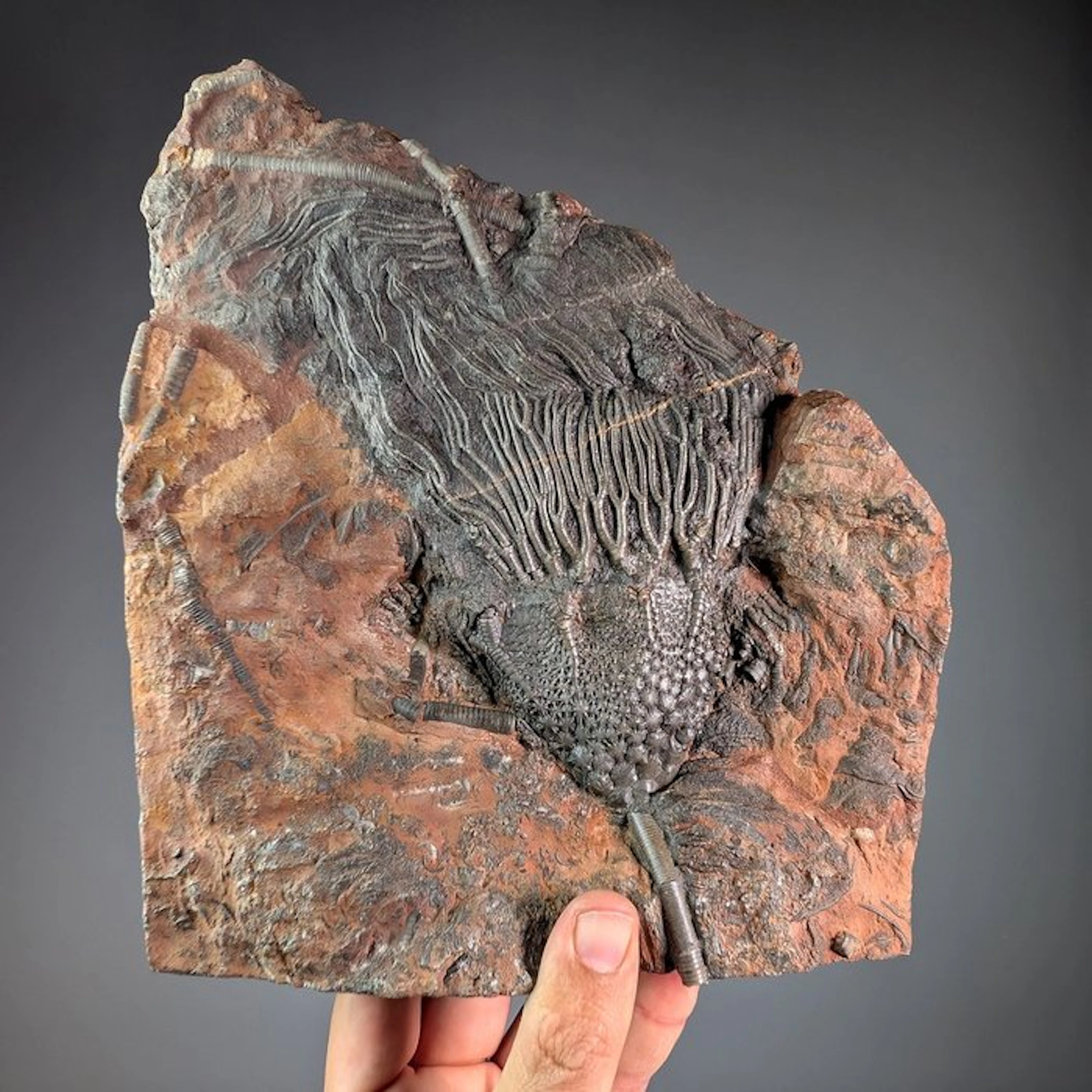 Top Quality Crinoid Fossil Plate - Fossilised animal...