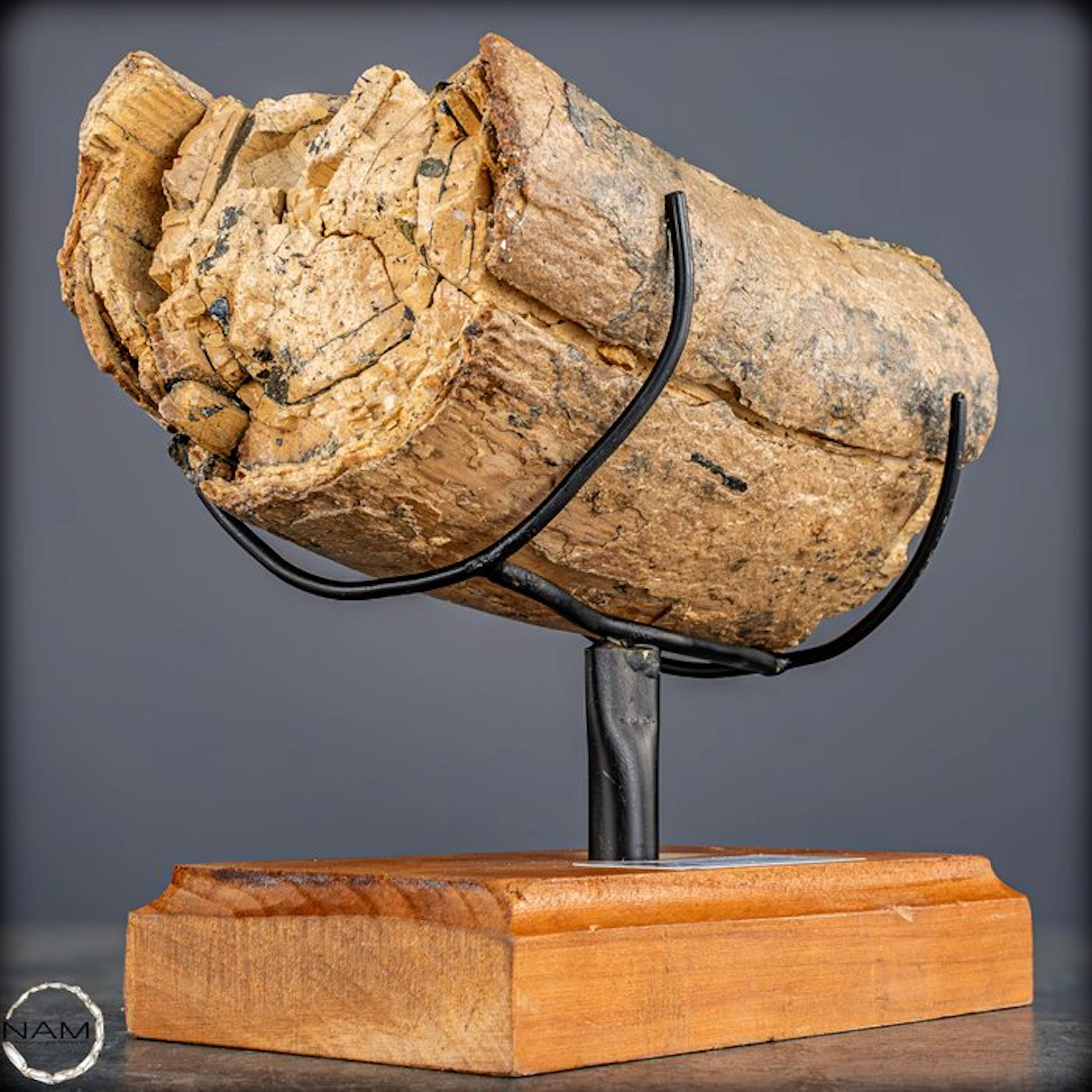 Natural fossil mammoth tusk end piece on a wooden pedestal
