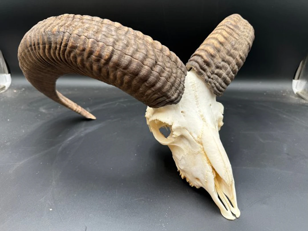 Mouflon Skull - Ovis musimon - 27 cm - 42 cm - 42 cm - (1)