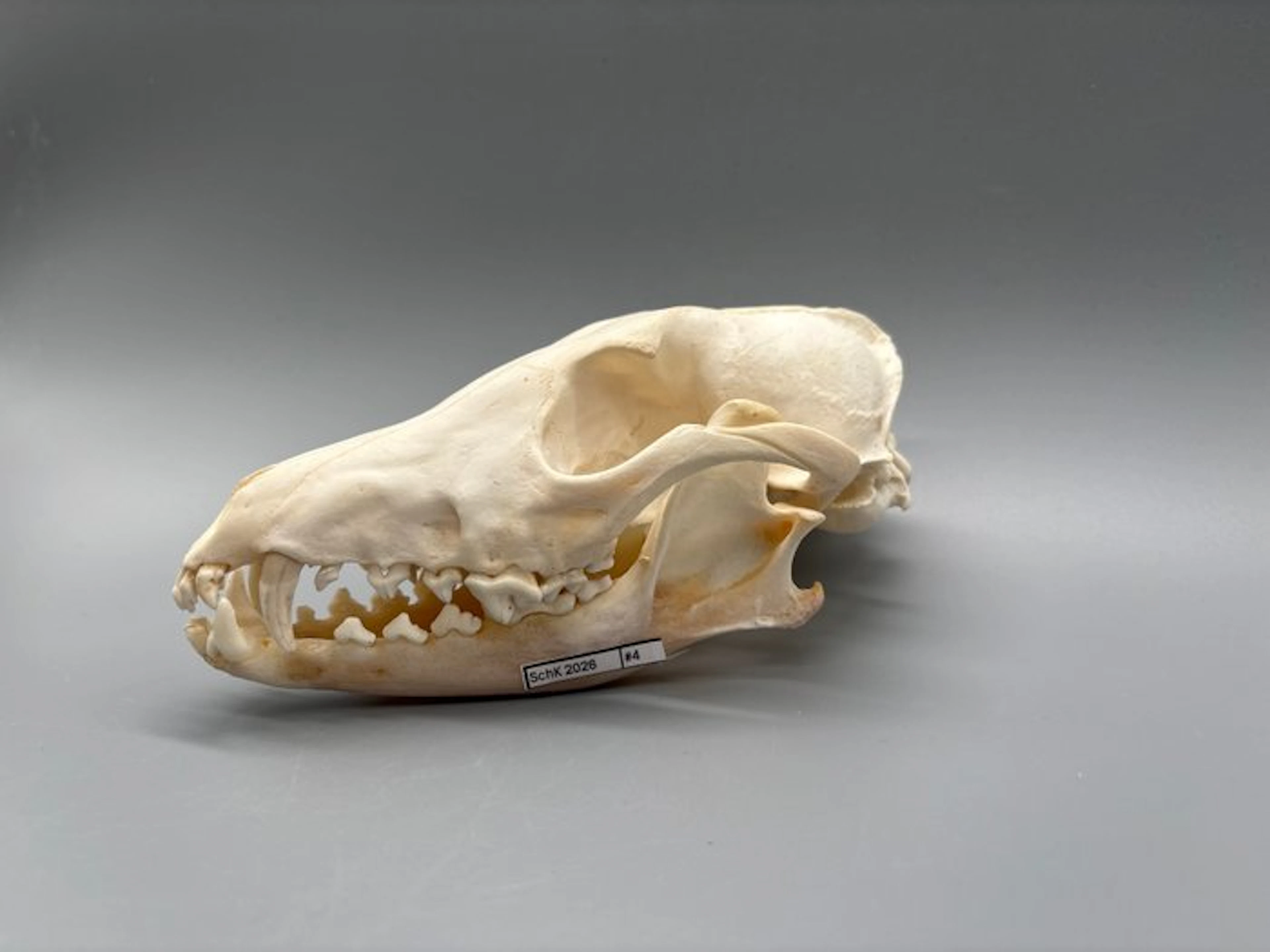Black-backed Jackal Skull - Lupulelella mesomelas - 8 cm...