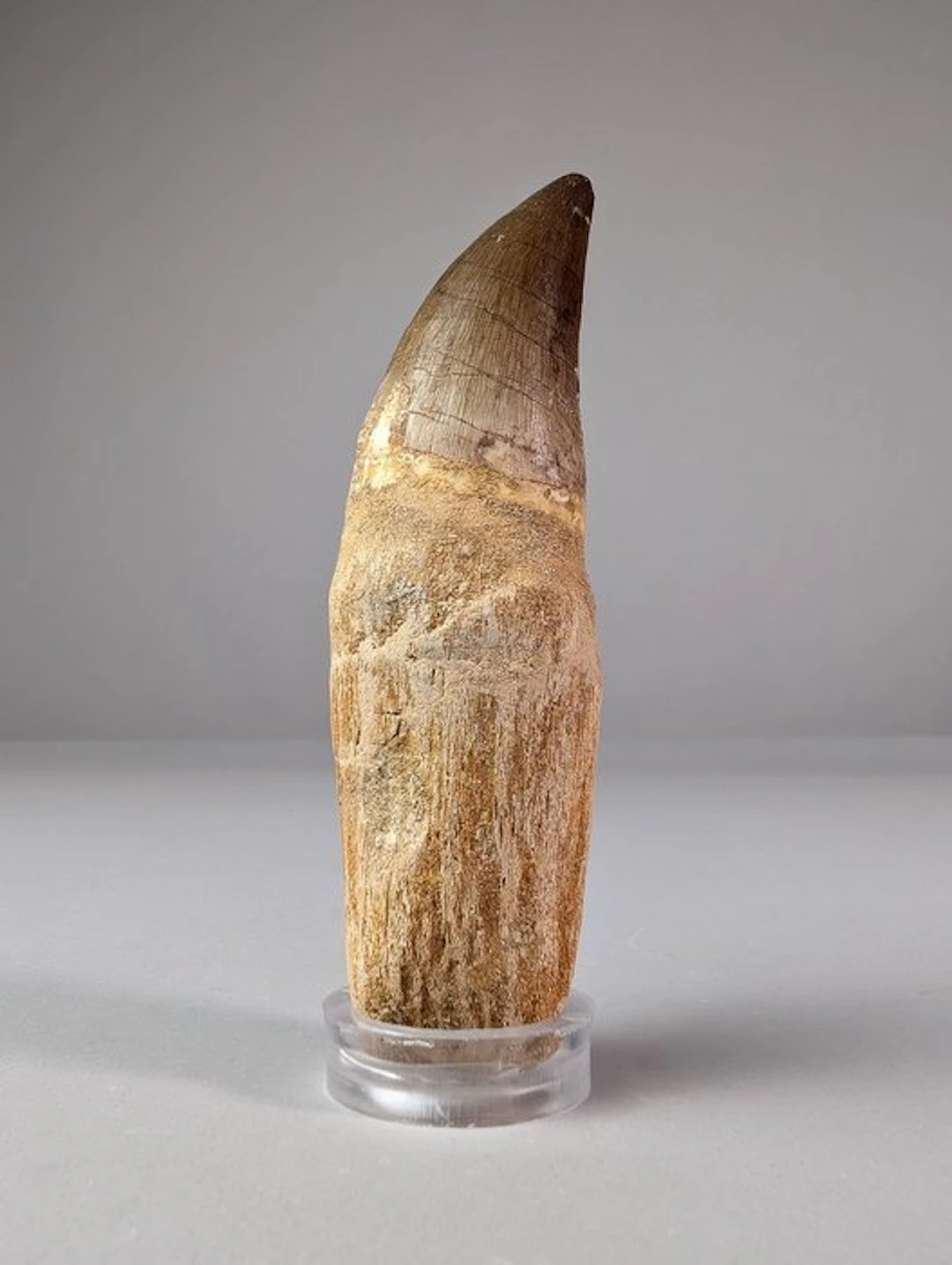 Lizard of the Meuse river tooth - Fossil tooth - Mosasaurus sp