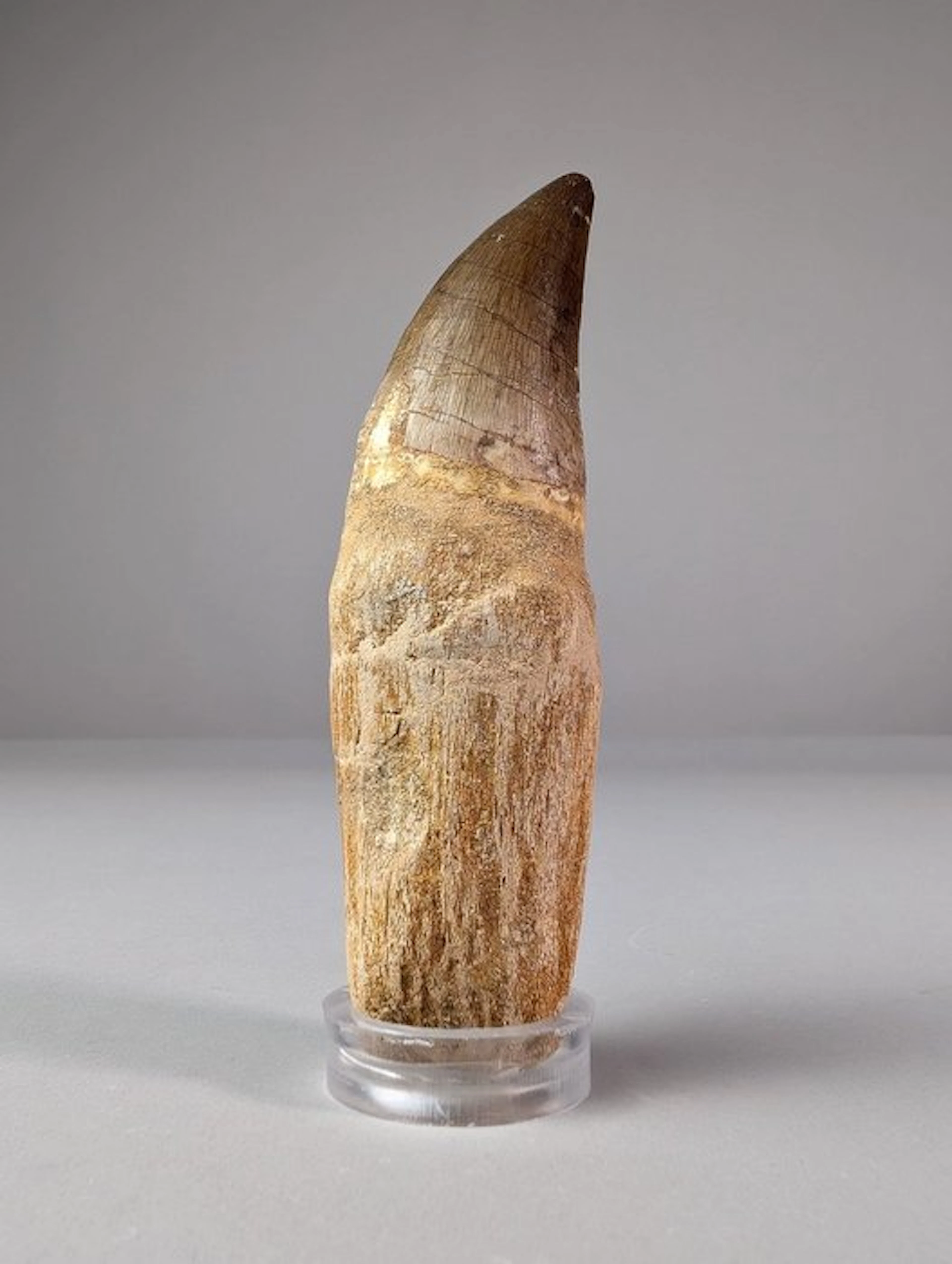 Lizard of the Meuse river tooth - Fossil tooth - Mosasaurus sp